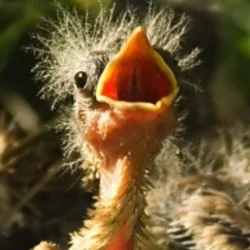 baby bird.jpg