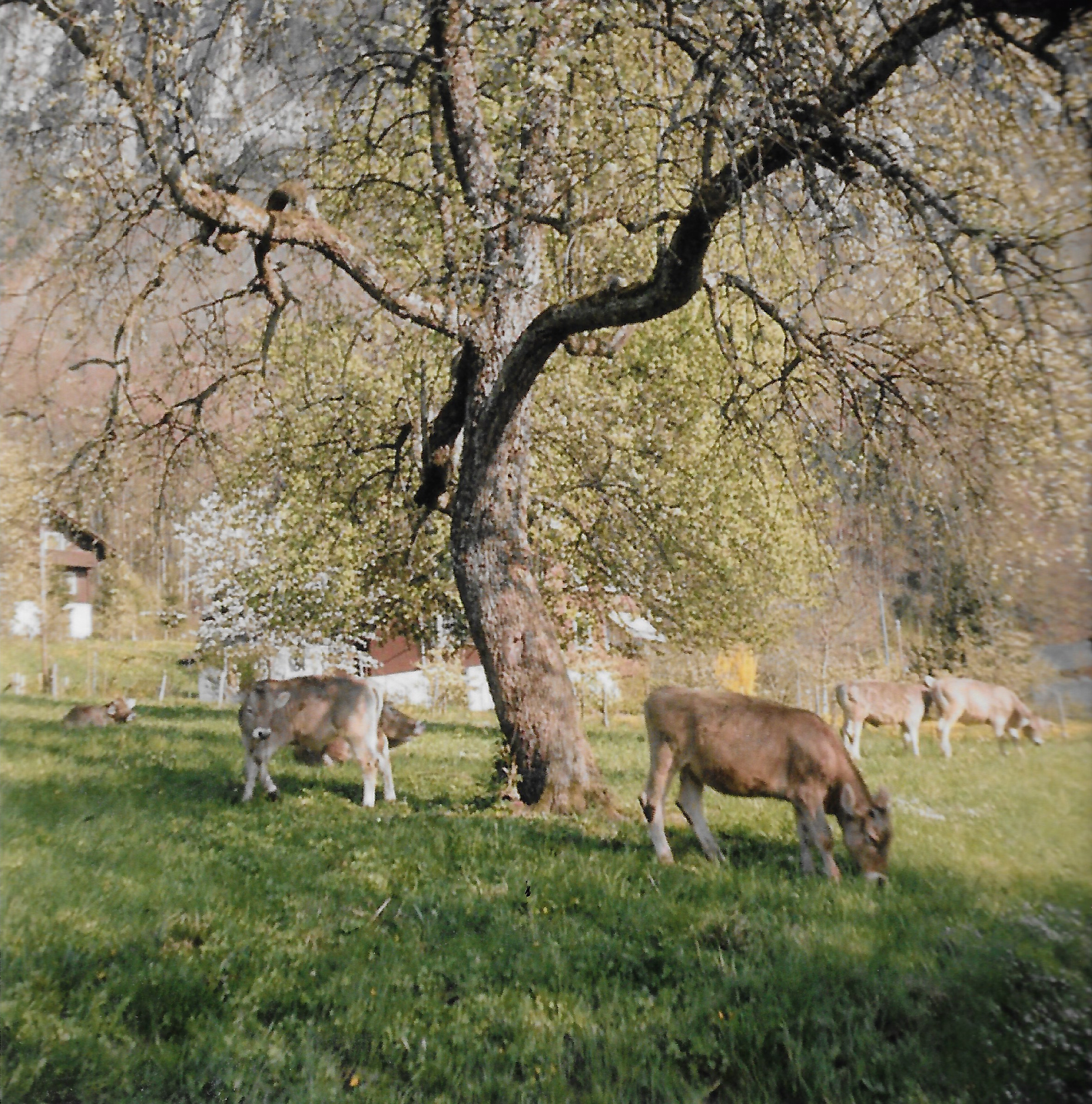"Swiss barns and Swiss cows are the most beautiful things on earth."