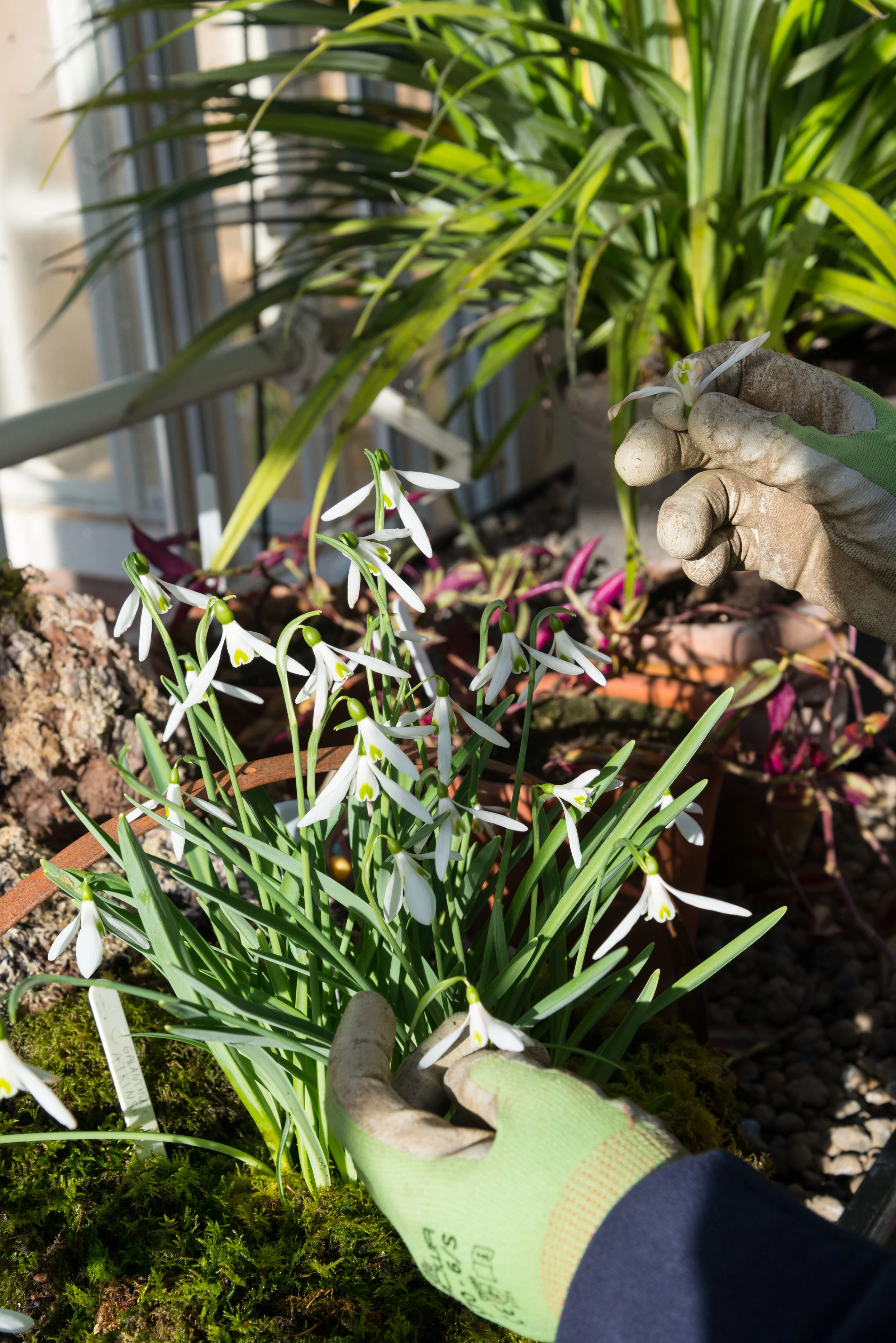Gardening at Cambo 120218-8079.jpg