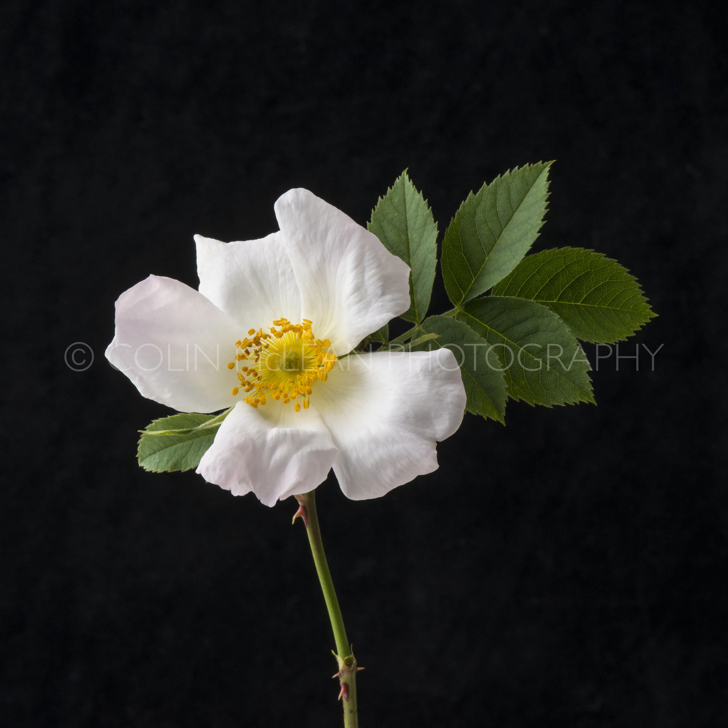 Flower Study-9795.jpg