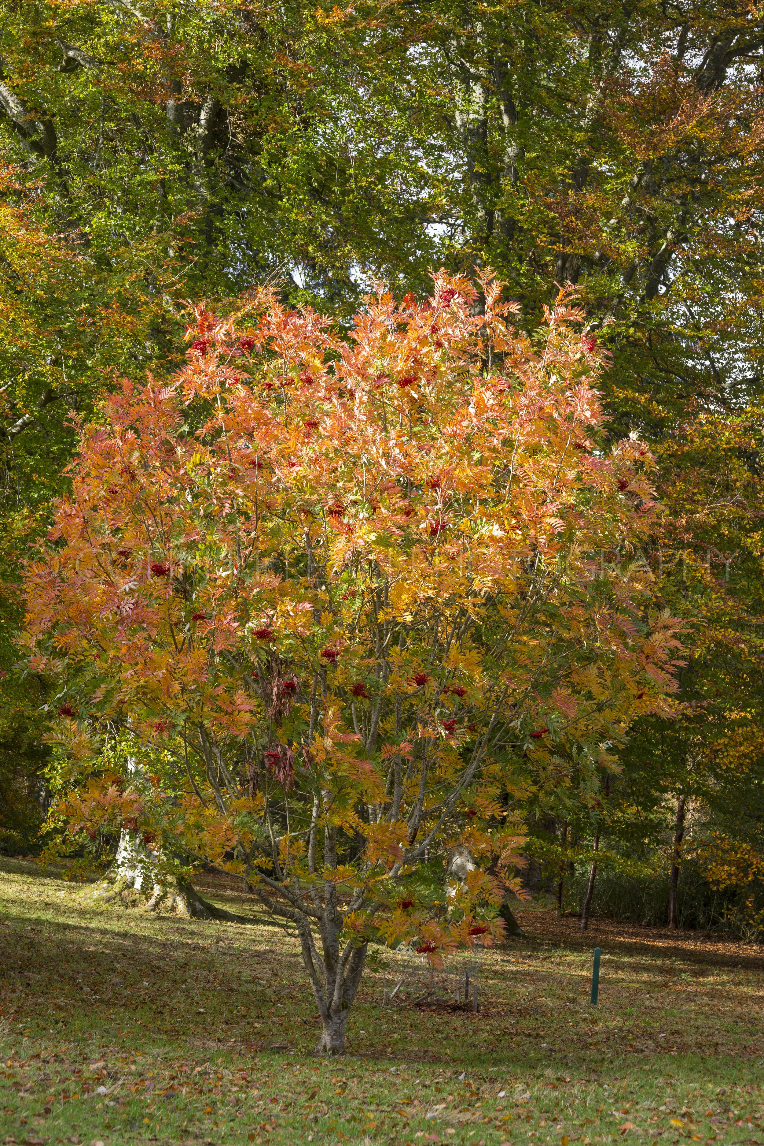 Dawyck-2253.jpg