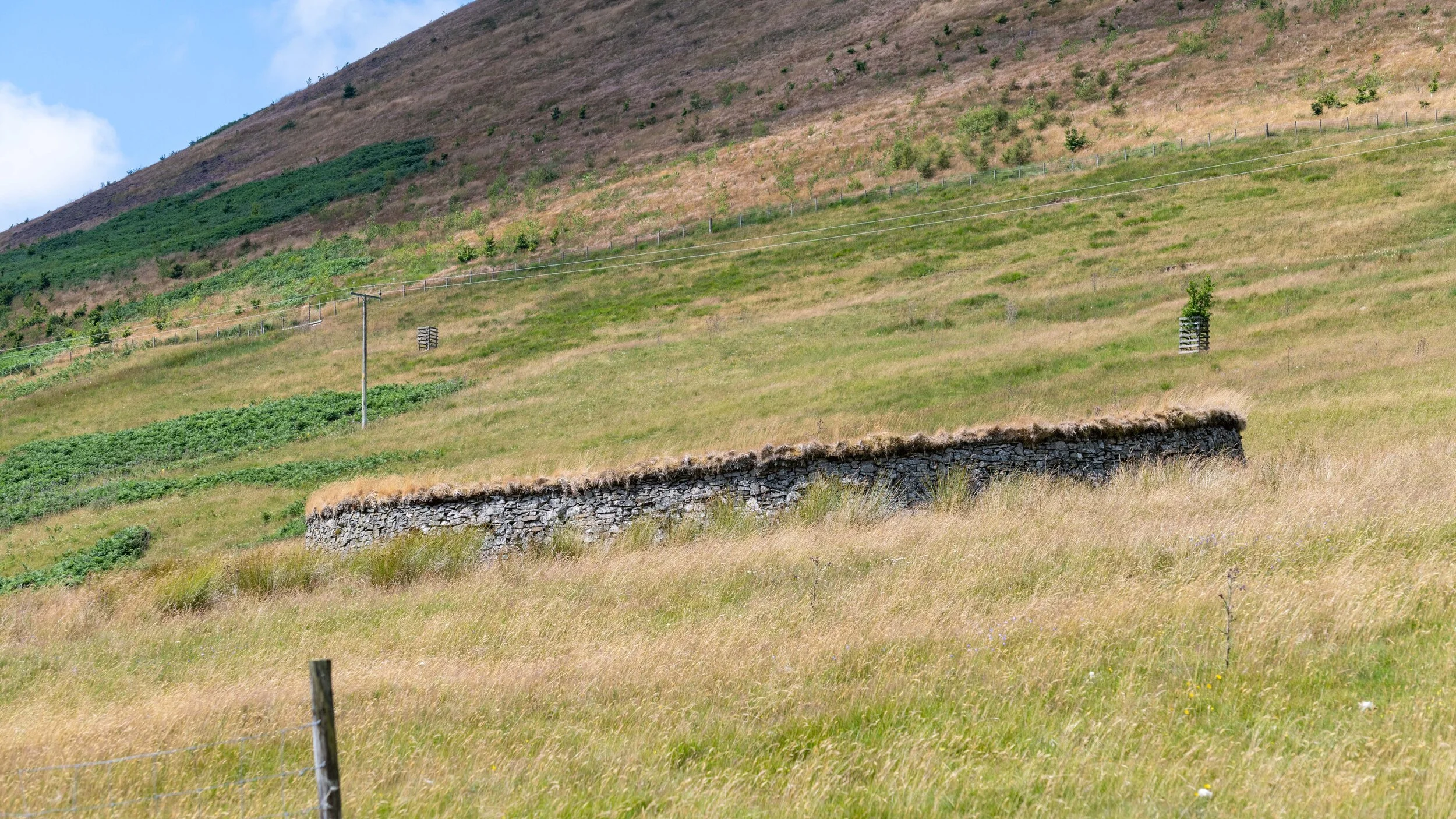 Upper Ettrick Valley (N side of road)