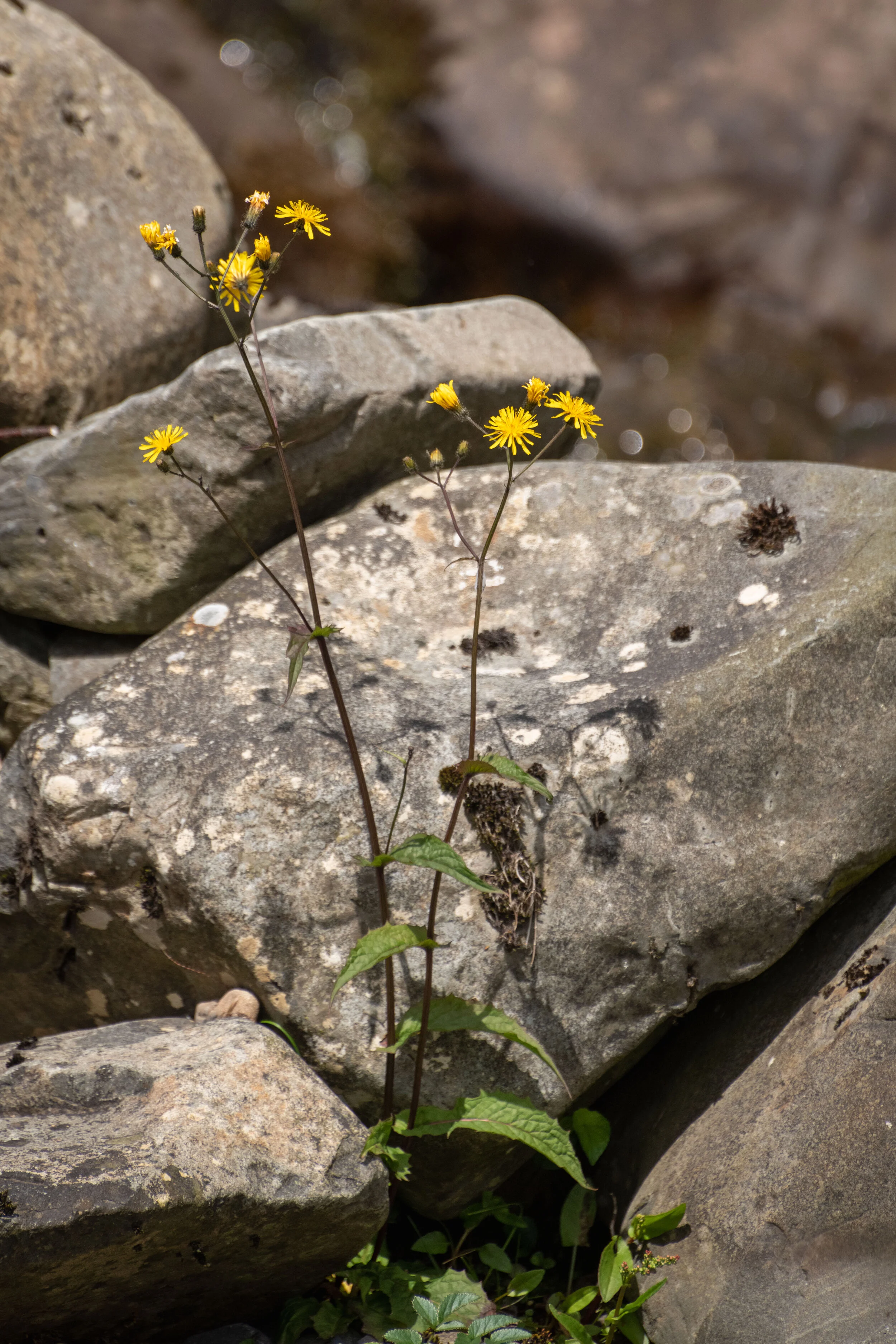 Wild flowers Carrifran June 29 2021-5053.jpg