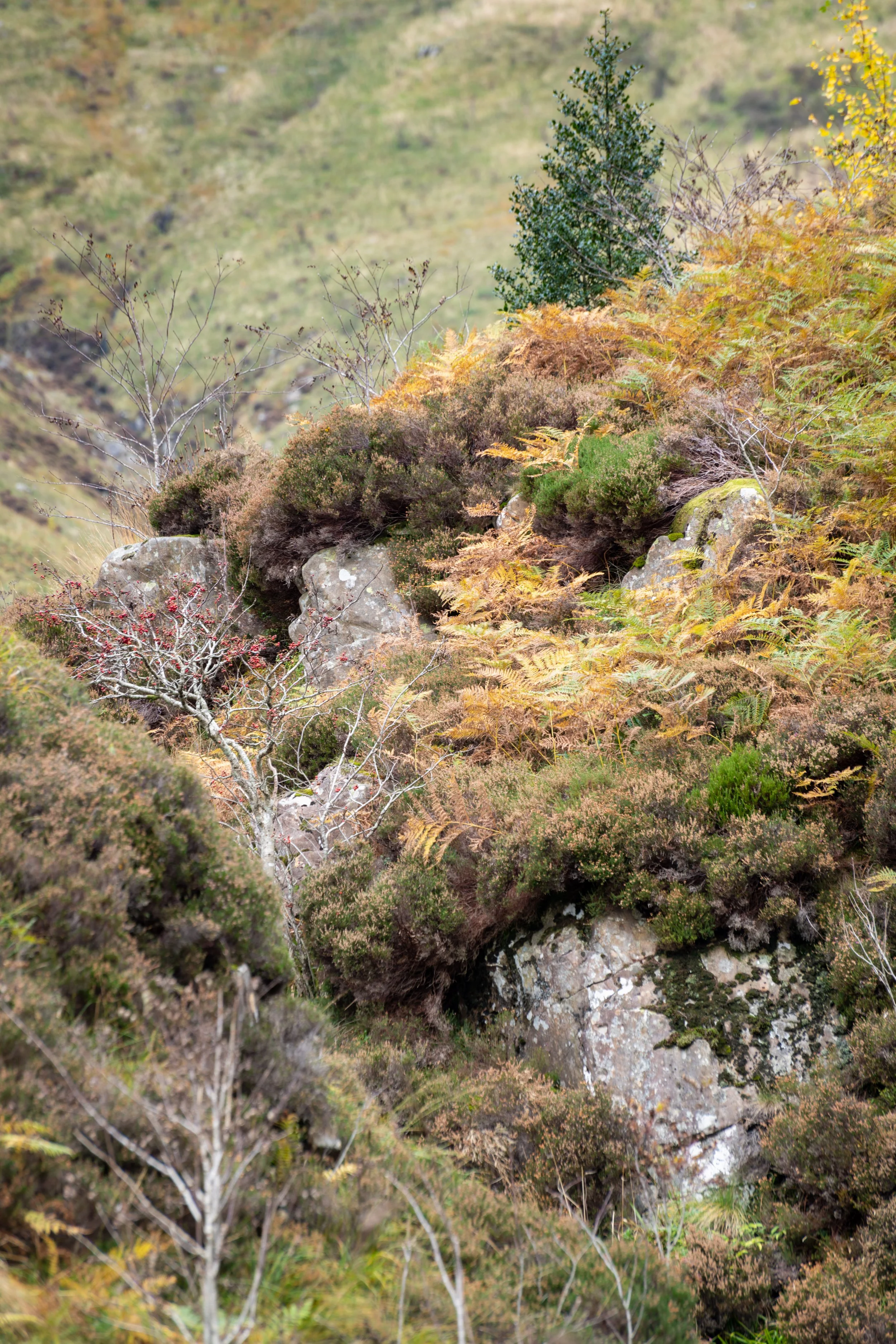 Holly Gill, Carrifran Oct 11 2021-8794.jpg