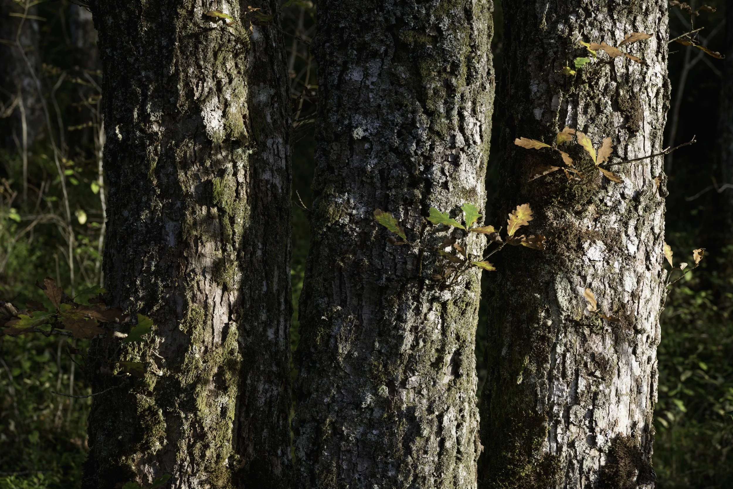 Loch Lomond woodland, Oct 14 2024-.jpg