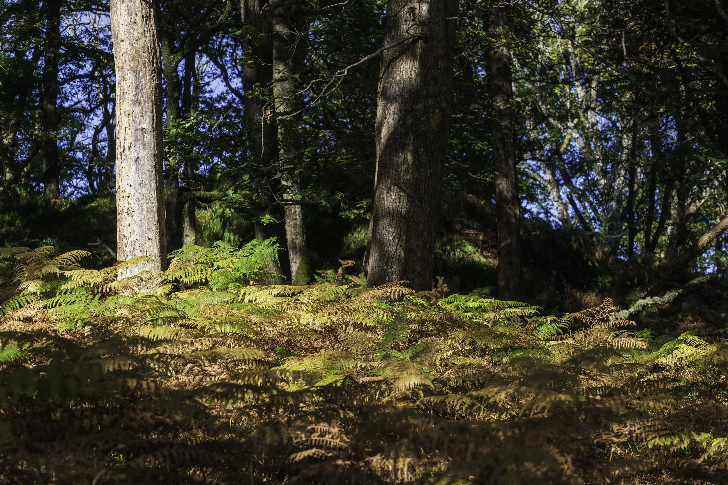 Loch Lomond woodland, Oct 14 2024-8113.jpg