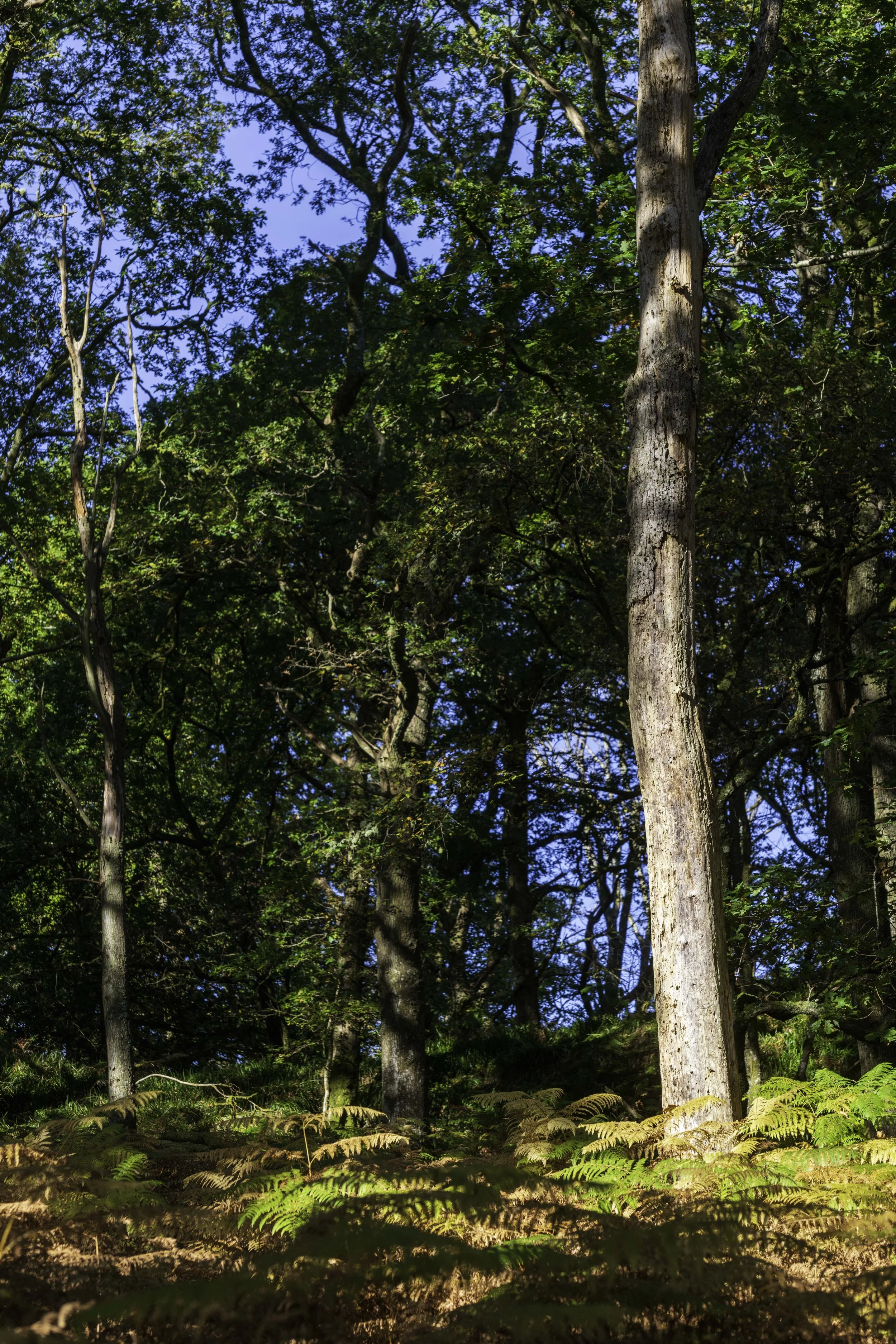 Loch Lomond woodland, Oct 14 2024-8115.jpg
