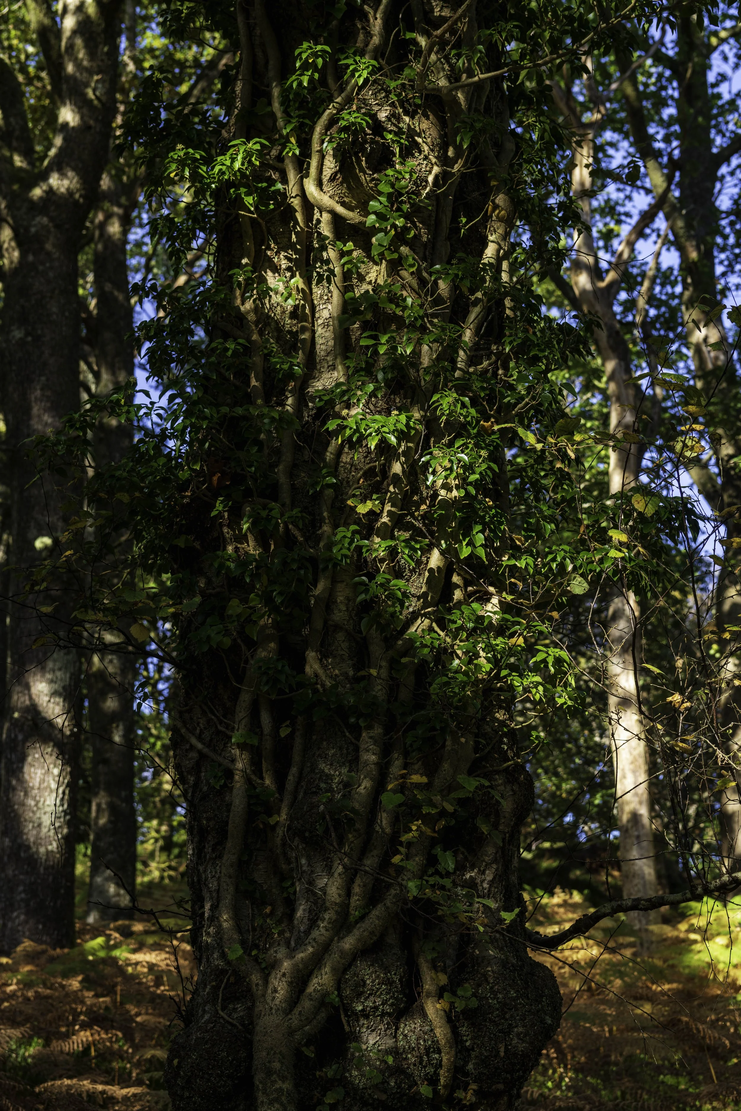 Loch Lomond woodland, Oct 14 2024-8122.jpg
