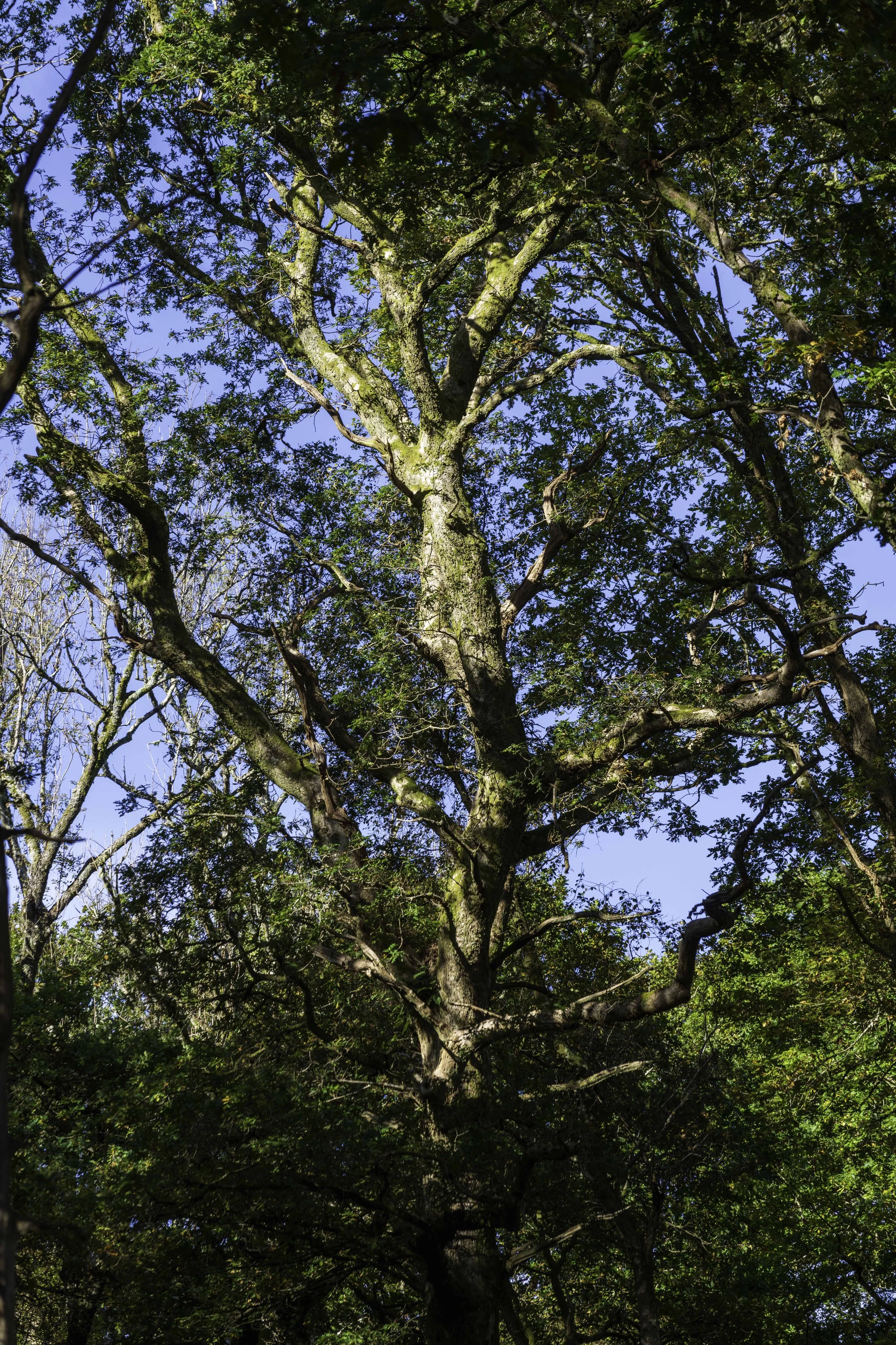 Loch Lomond woodland, Oct 14 2024-8123.jpg