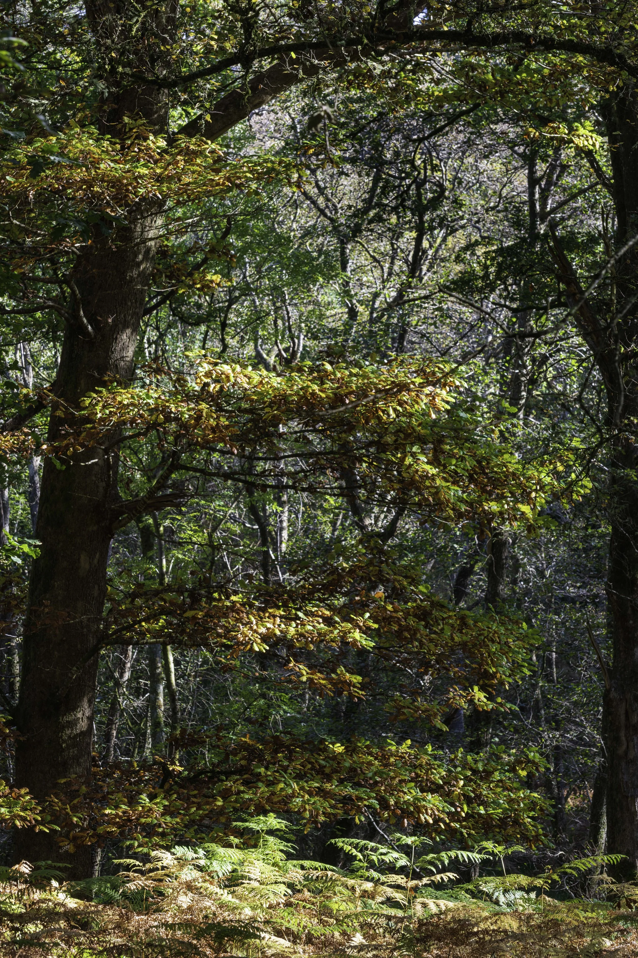 Loch Lomond woodland, Oct 14 2024-8126.jpg