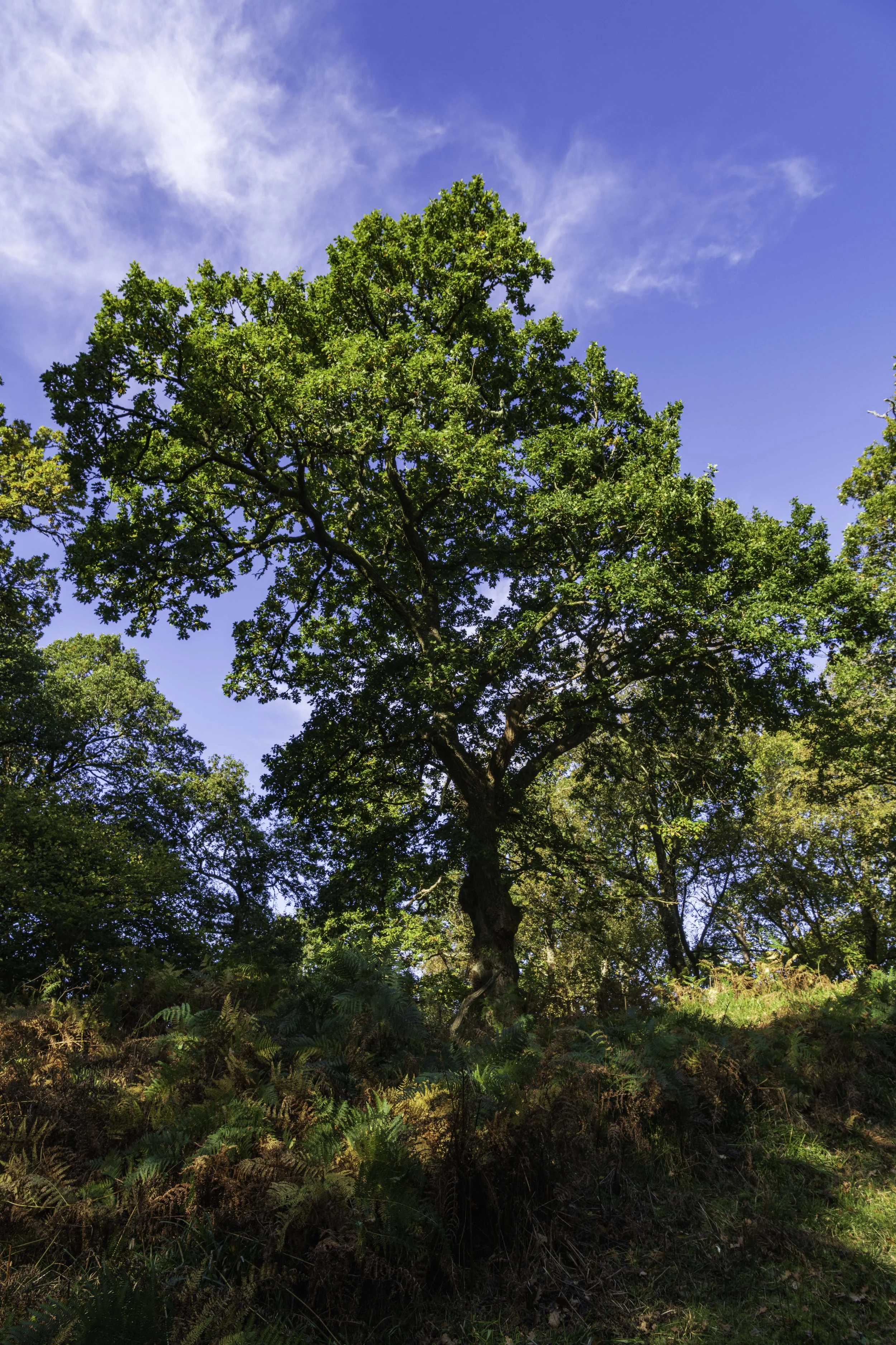 Loch Lomond woodland, Oct 14 2024-8129.jpg
