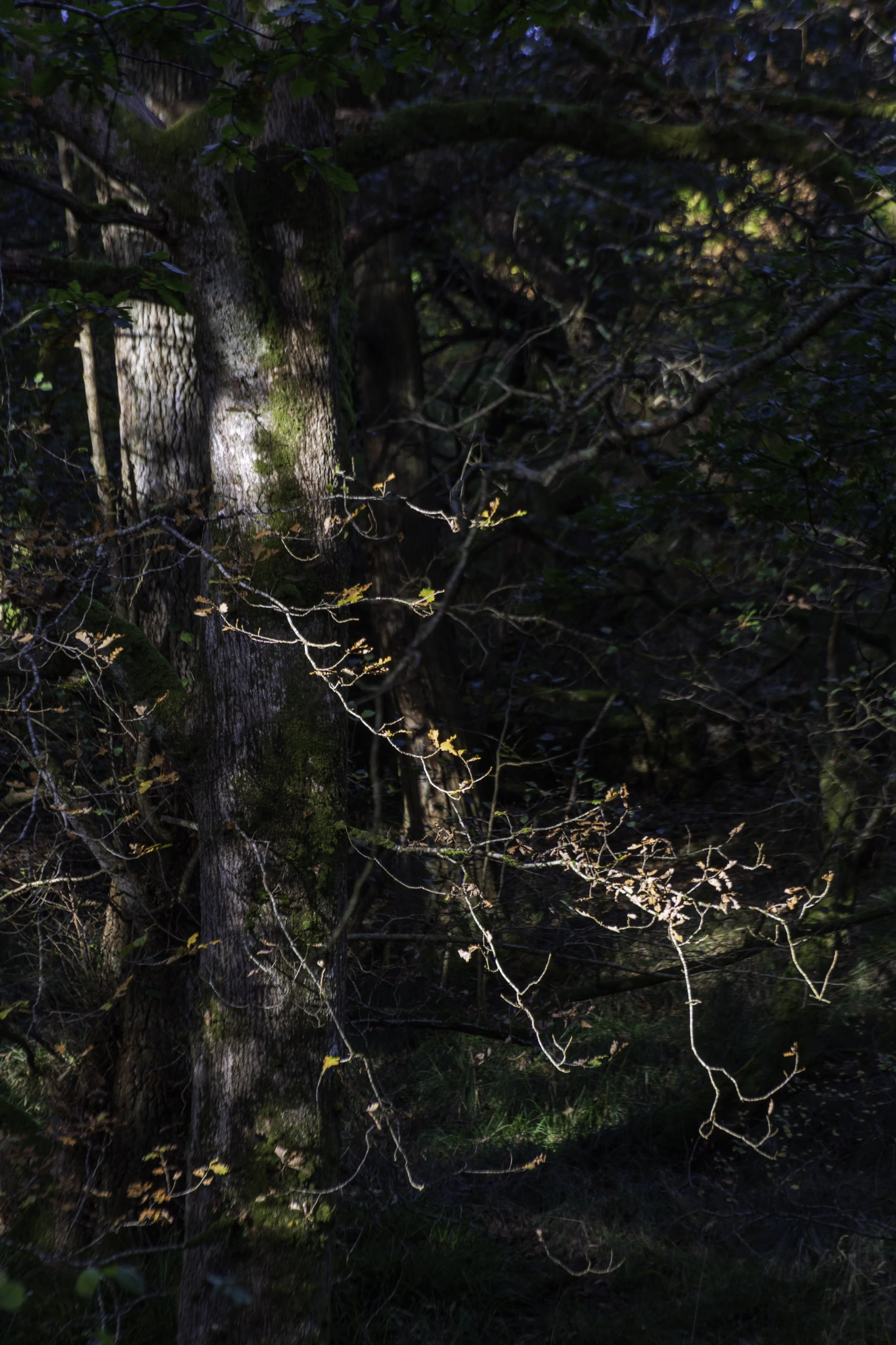 Loch Lomond woodland, Oct 14 2024-8138.jpg