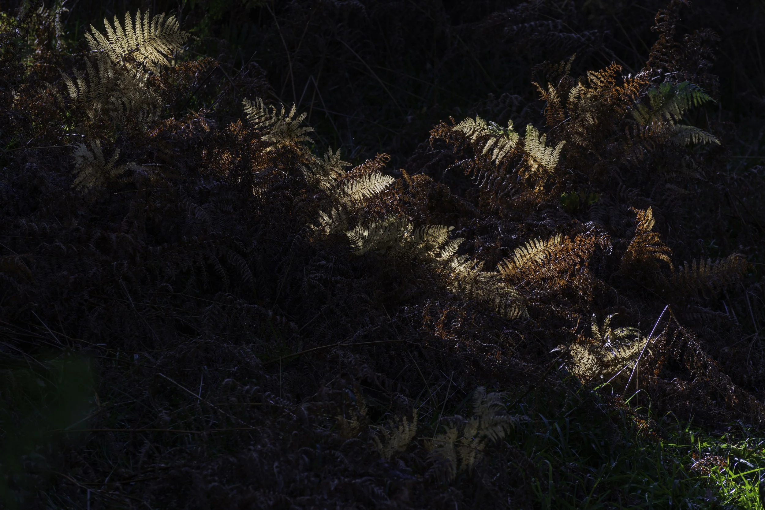 Loch Lomond woodland, Oct 14 2024-8142.jpg