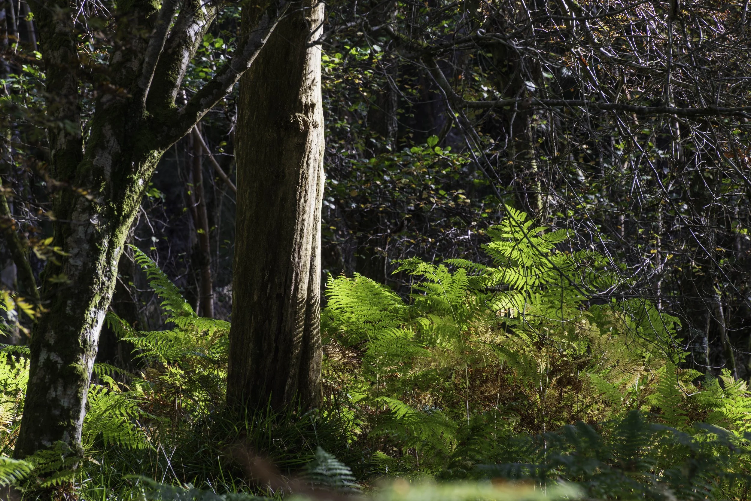 Loch Lomond woodland, Oct 14 2024-8151.jpg