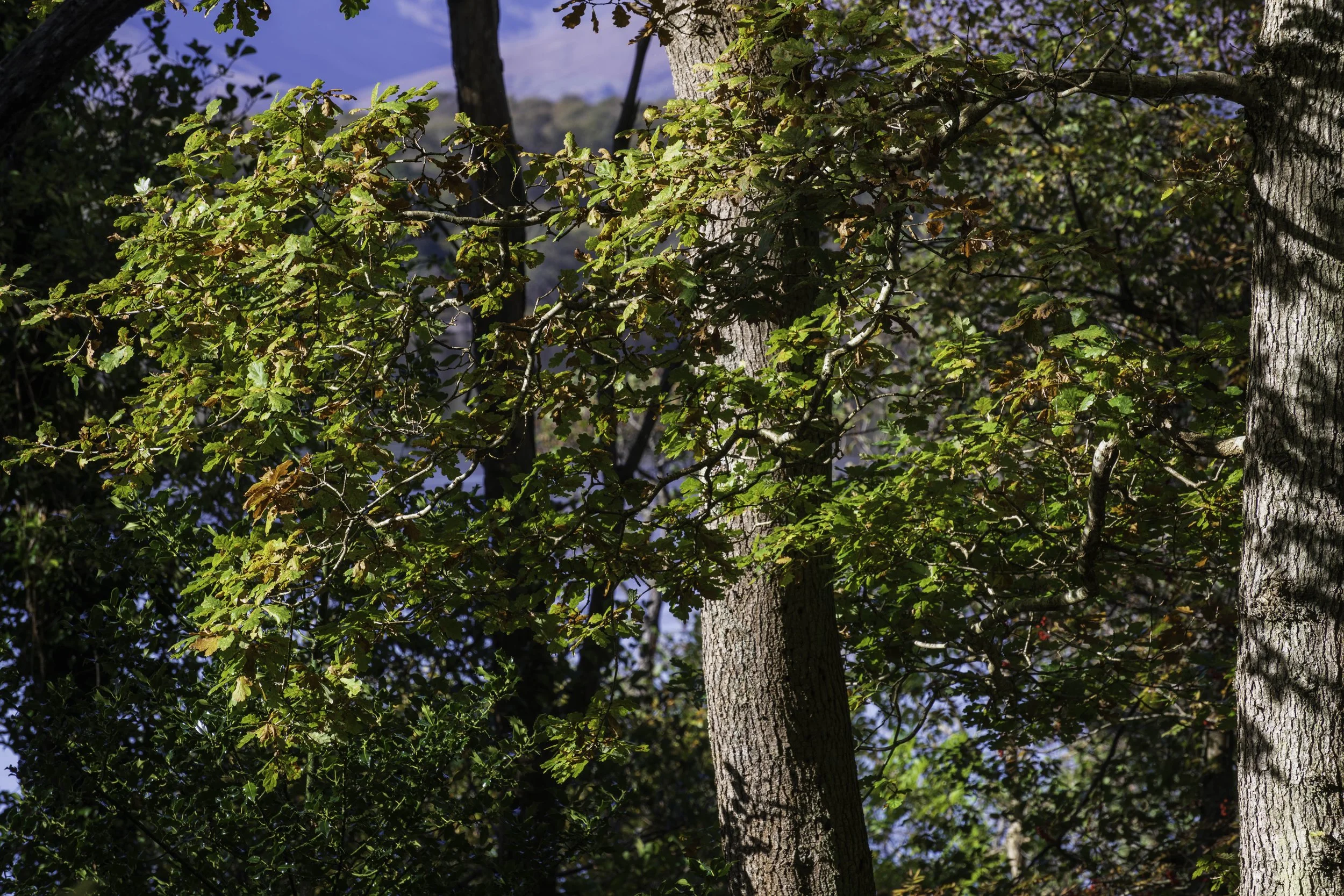 Loch Lomond woodland, Oct 14 2024-8156.jpg