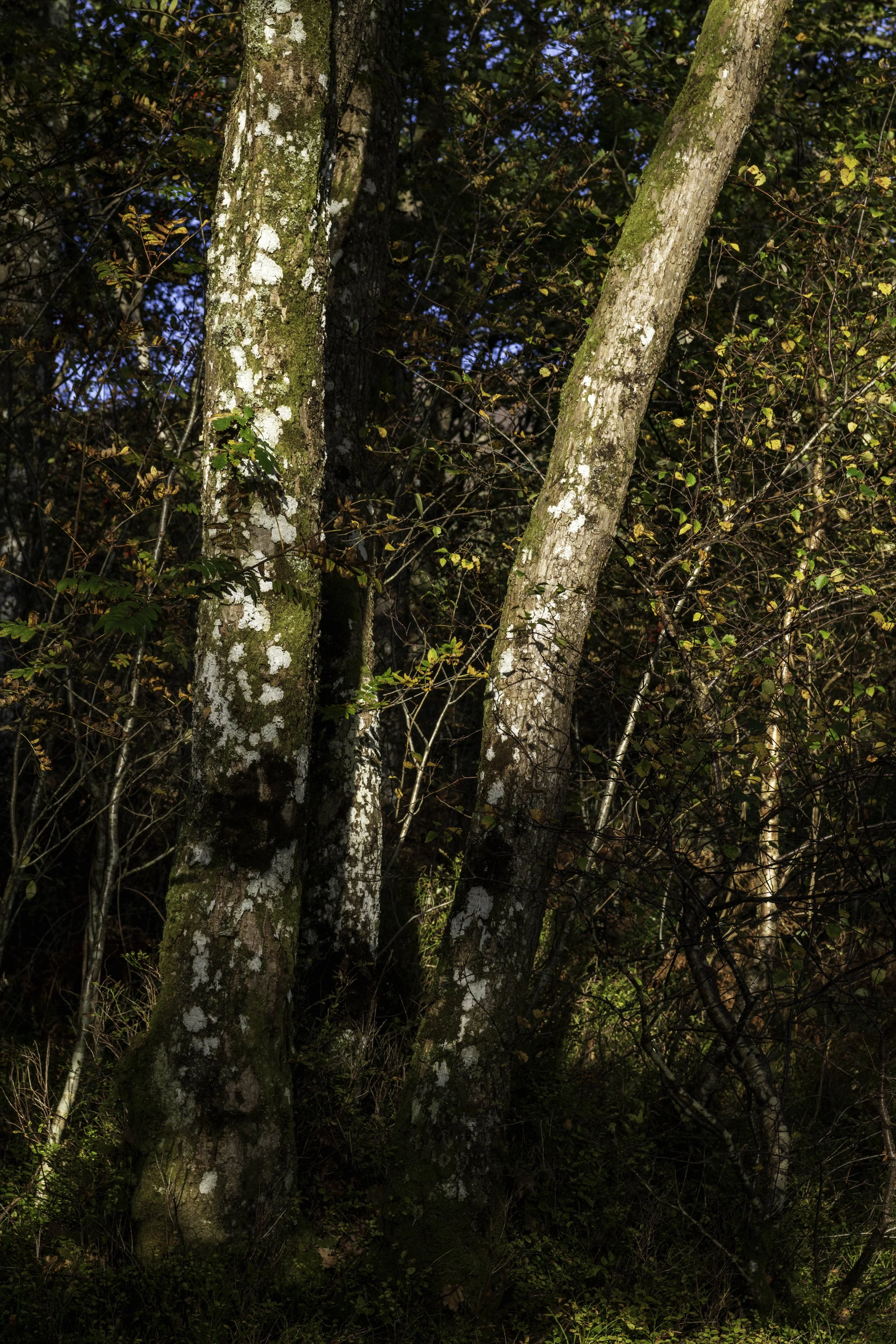Loch Lomond woodland, Oct 14 2024-8168.jpg