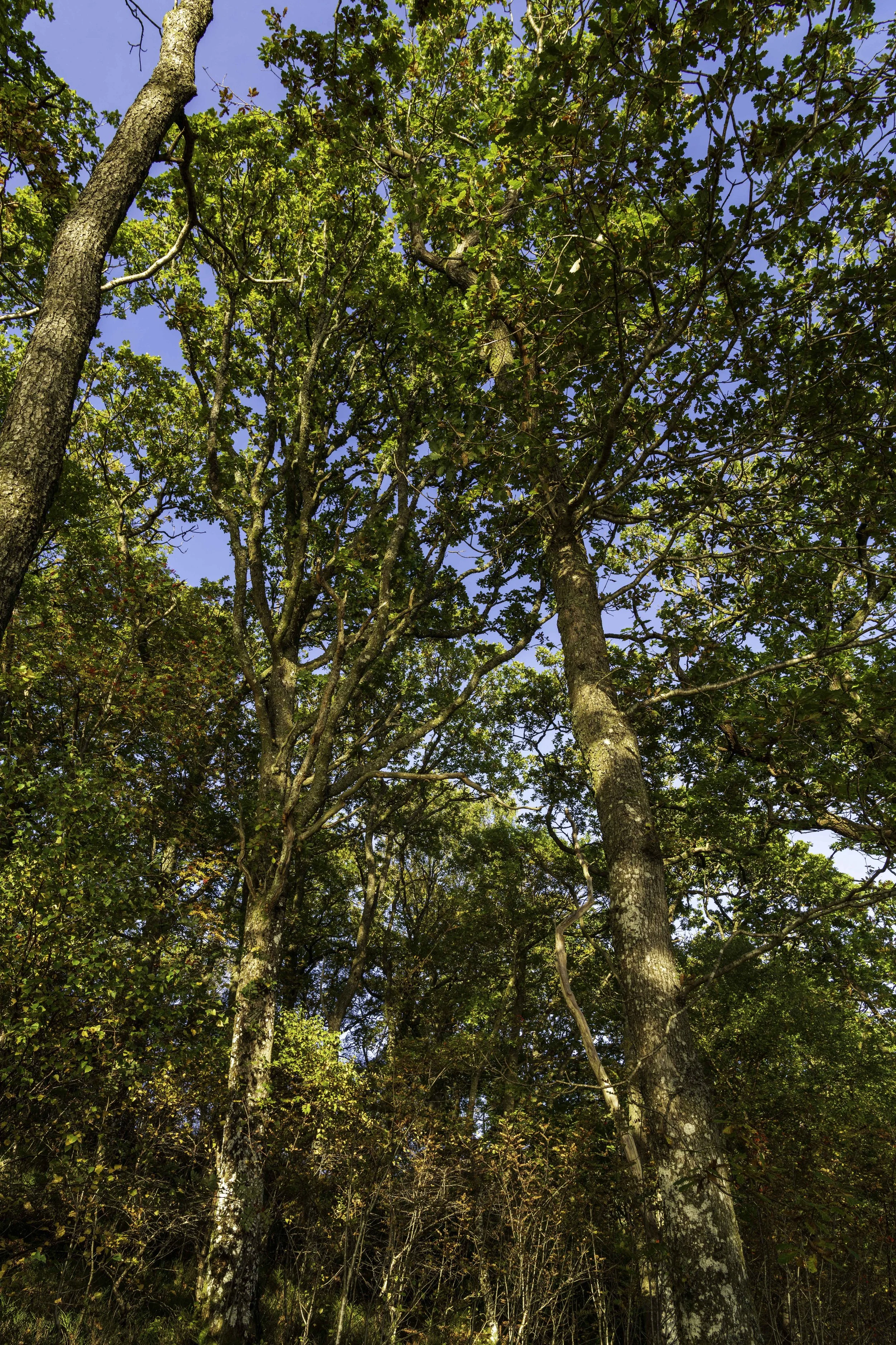Loch Lomond woodland, Oct 14 2024-8171.jpg
