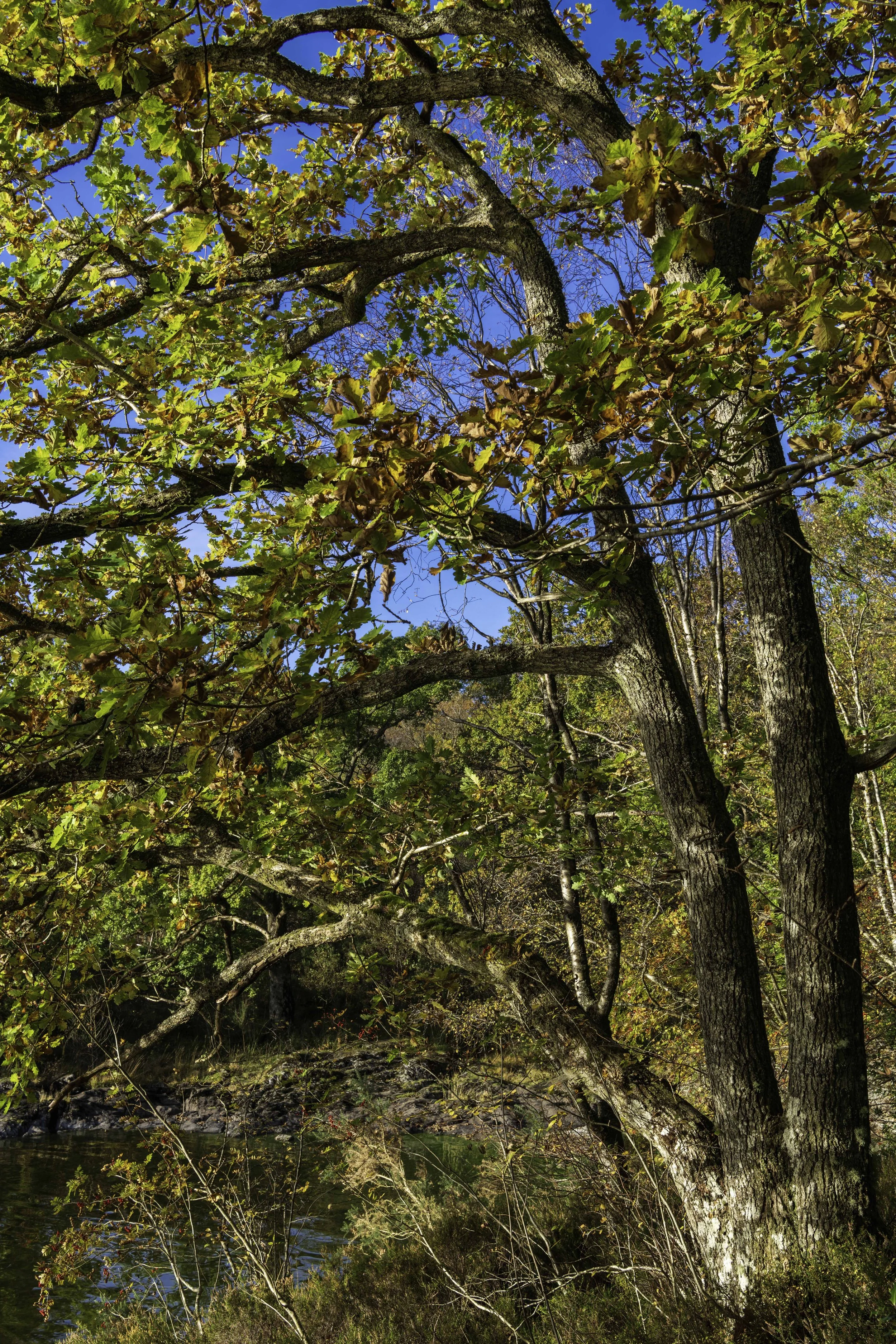 Loch Lomond woodland, Oct 14 2024-8172.jpg