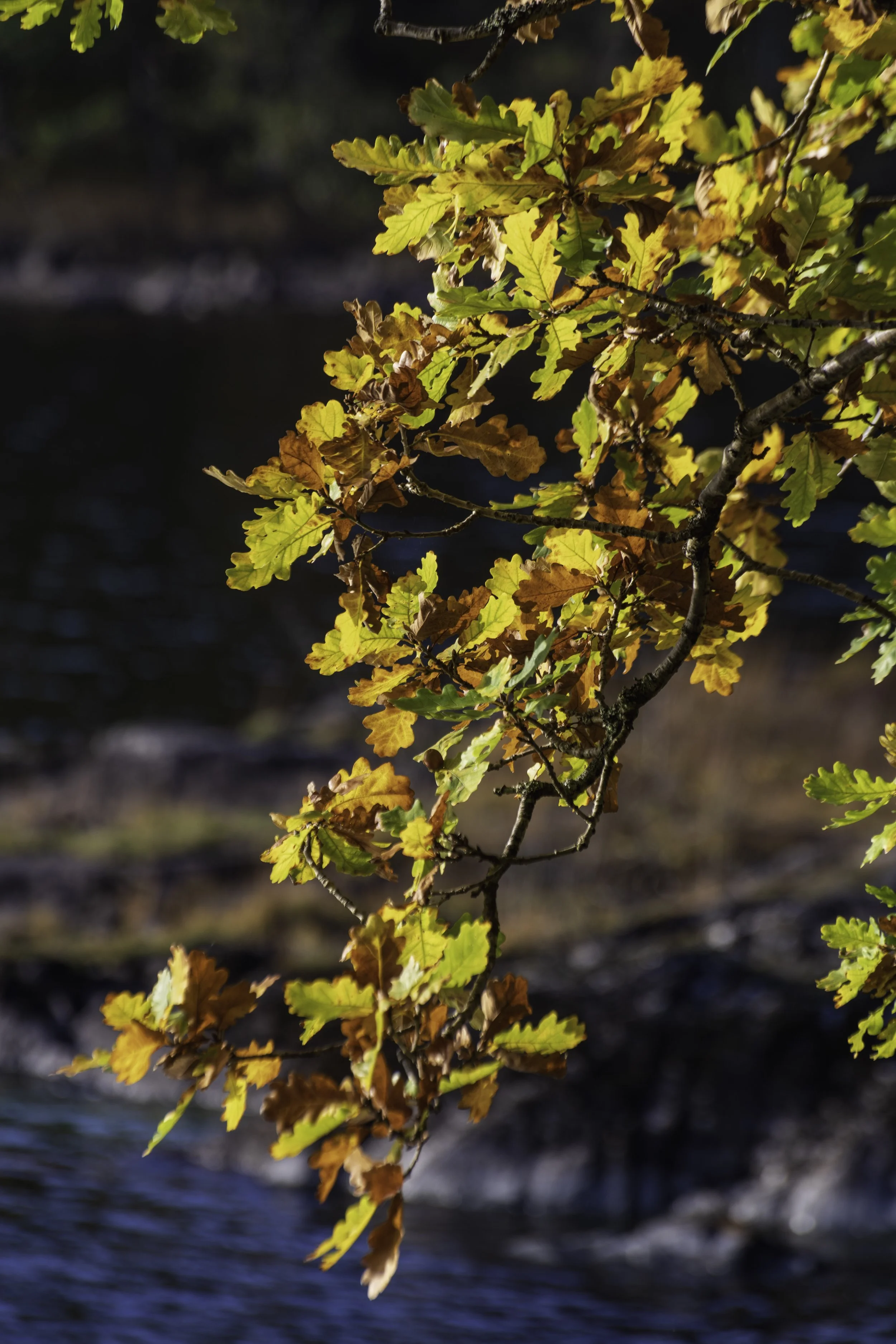 Loch Lomond woodland, Oct 14 2024-8174.jpg