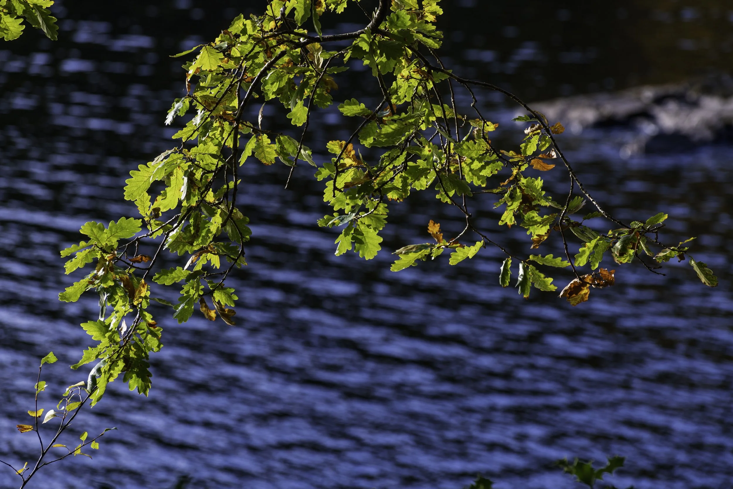 Loch Lomond woodland, Oct 14 2024-8177.jpg