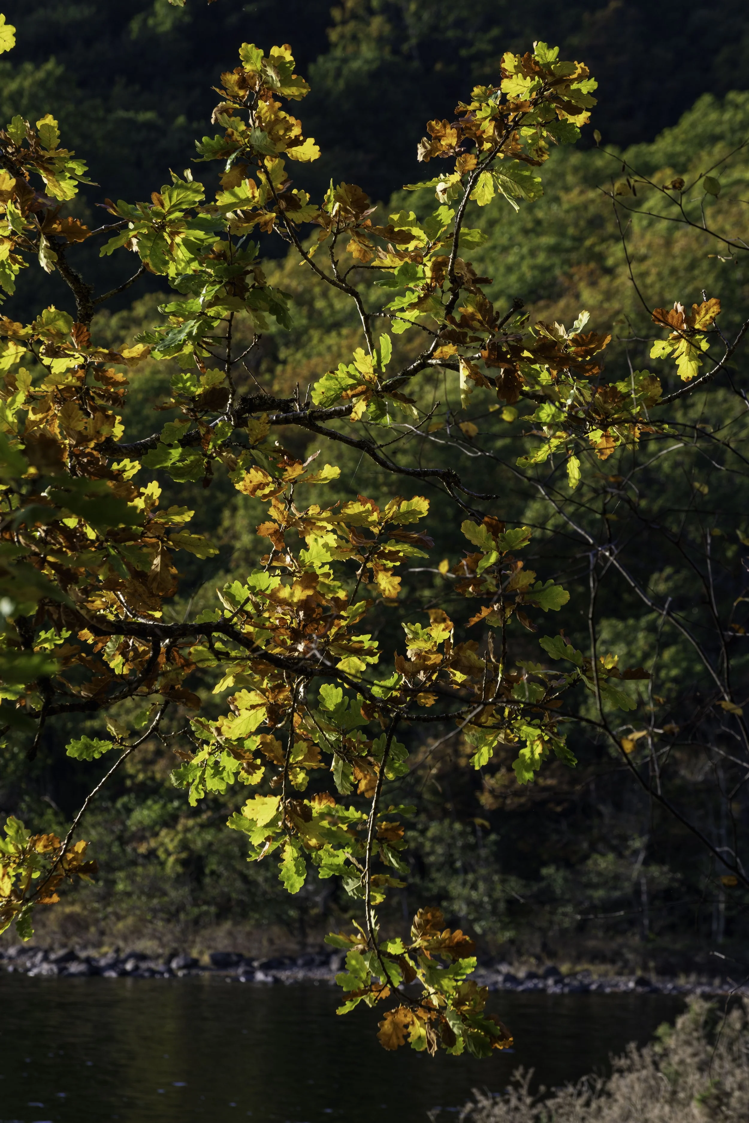 Loch Lomond woodland, Oct 14 2024-8178.jpg