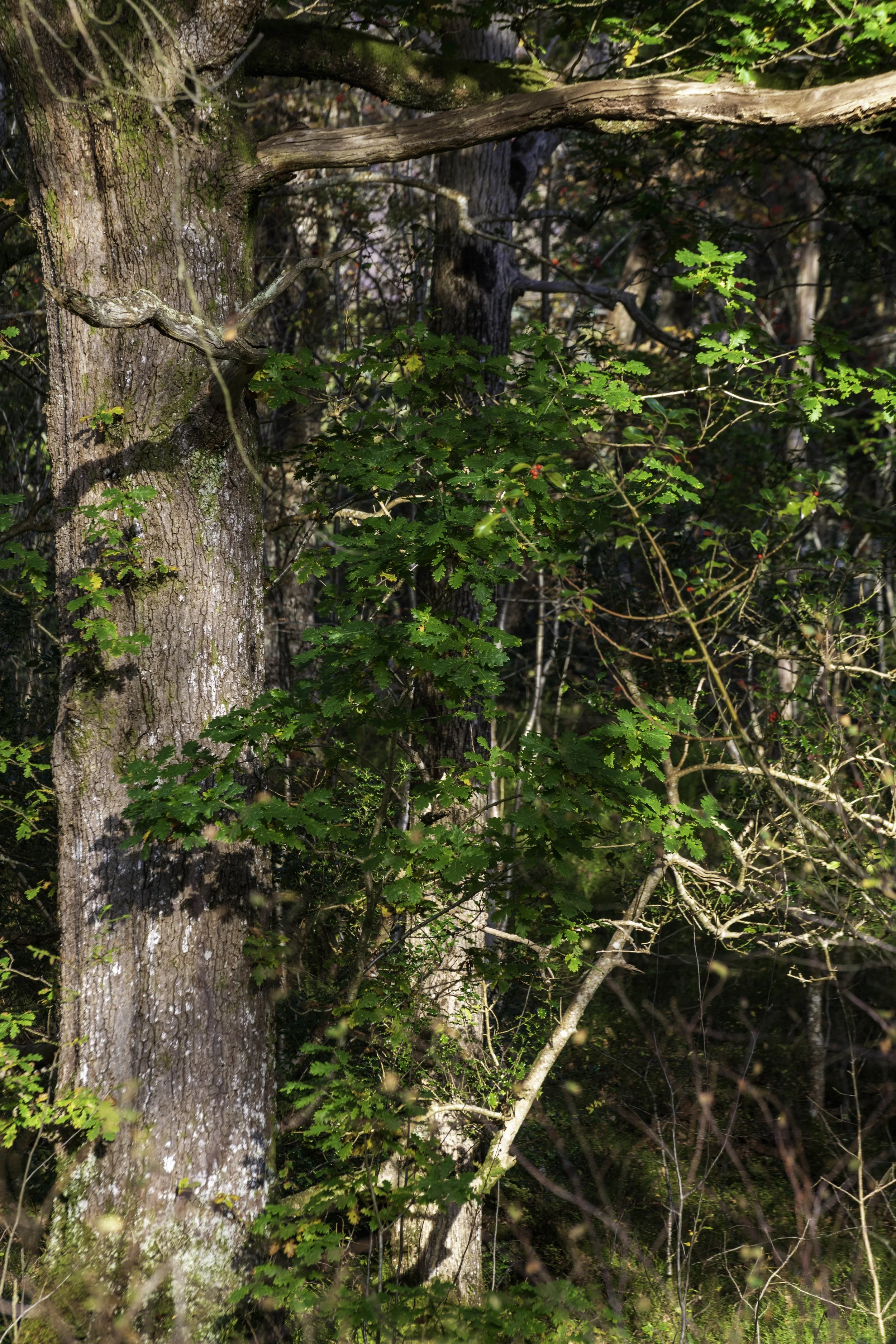 Loch Lomond woodland, Oct 14 2024-8186.jpg