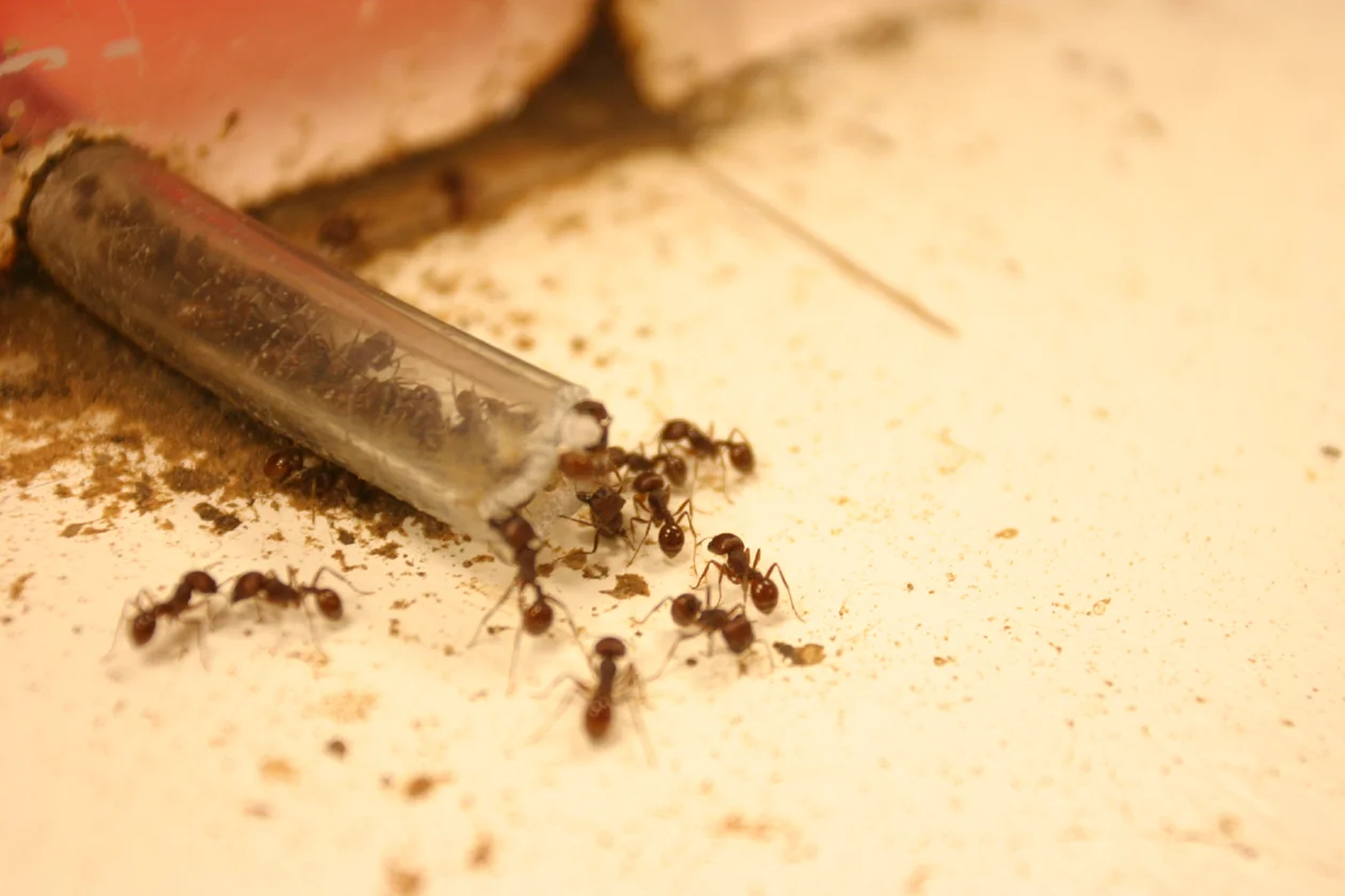 Ants in a LabWNYC's Radio Lab (Radiolab.org)