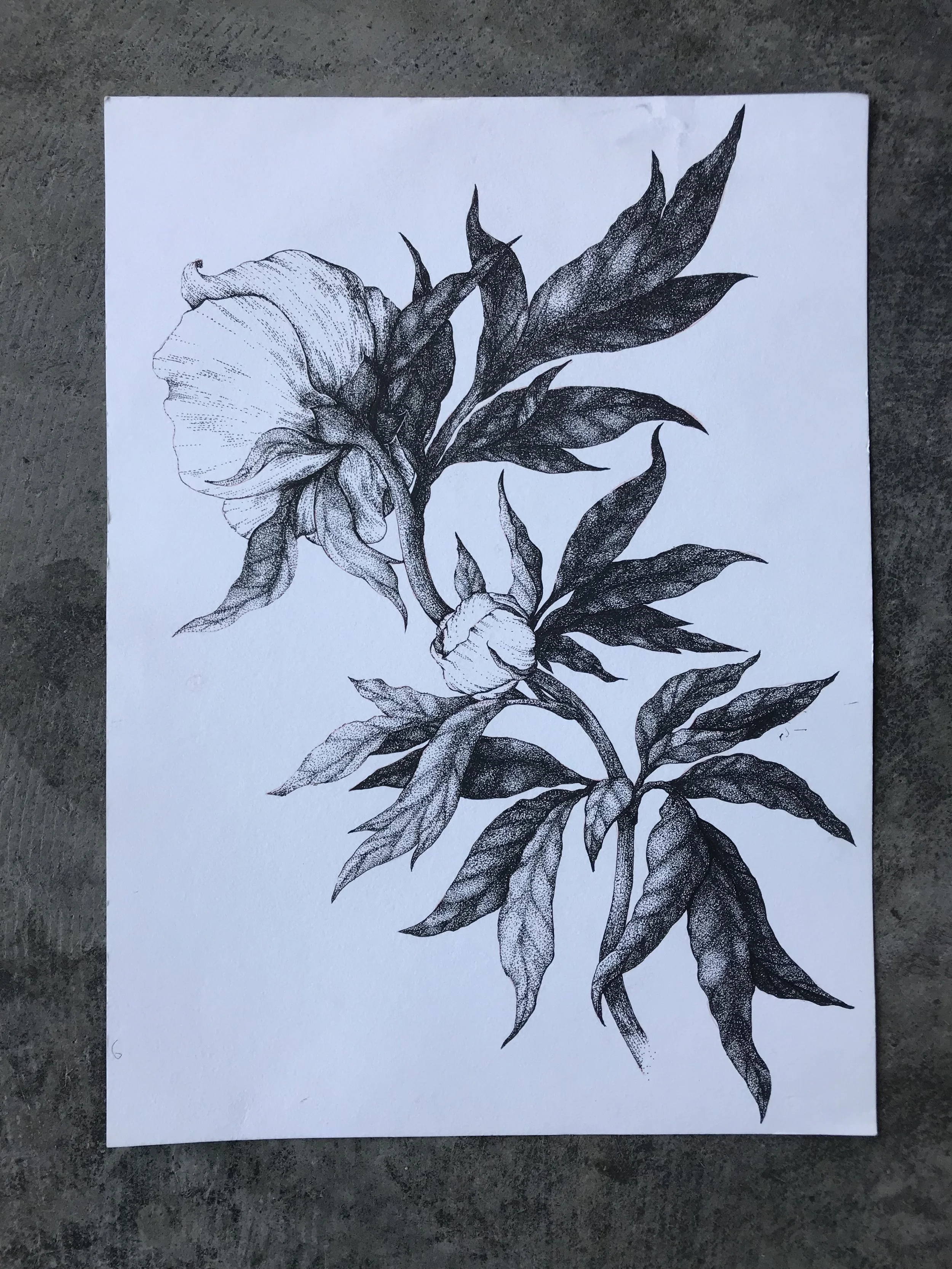 Peony Stem