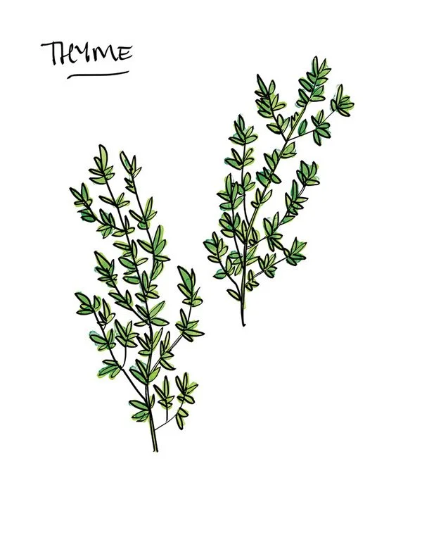 figconserve_thyme.jpg