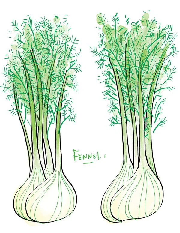 SaladEscaroleFennelGrape_Fennel.jpg