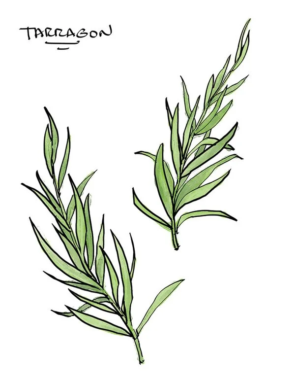 tarragon.jpg