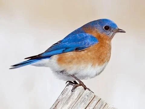 Winter Backyard Birds — South Carolina Wildlife Federation