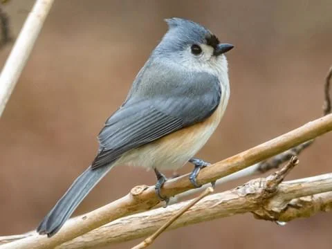 Winter Backyard Birds — South Carolina Wildlife Federation