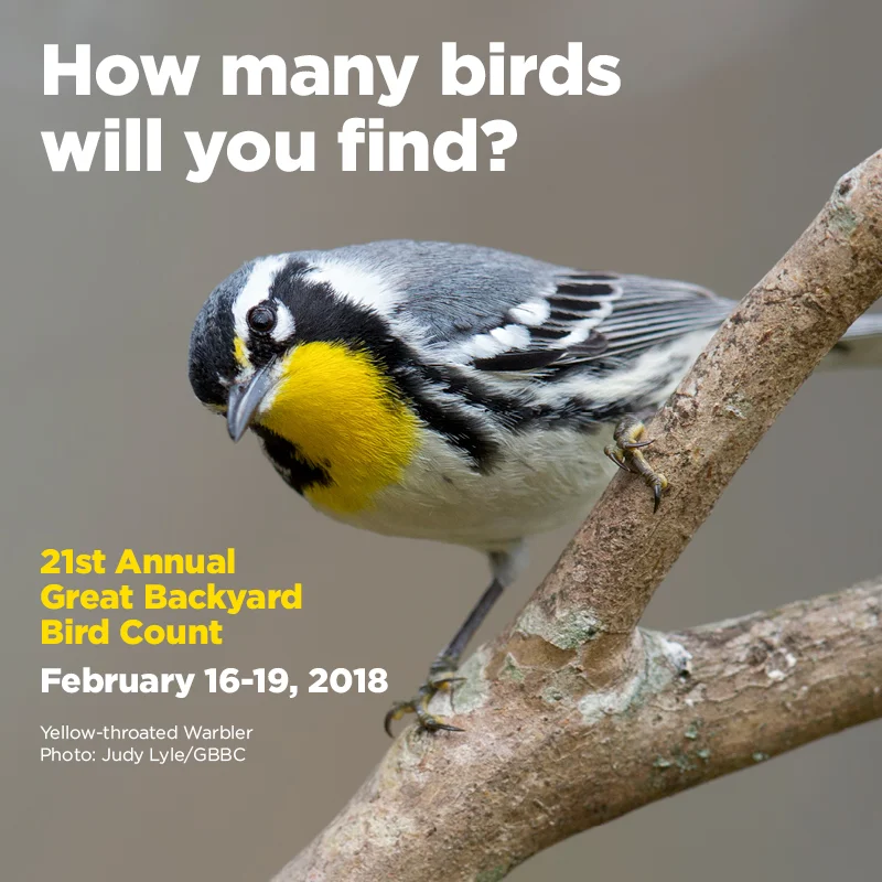 Great Backyard Bird Count — South Carolina Wildlife Federation