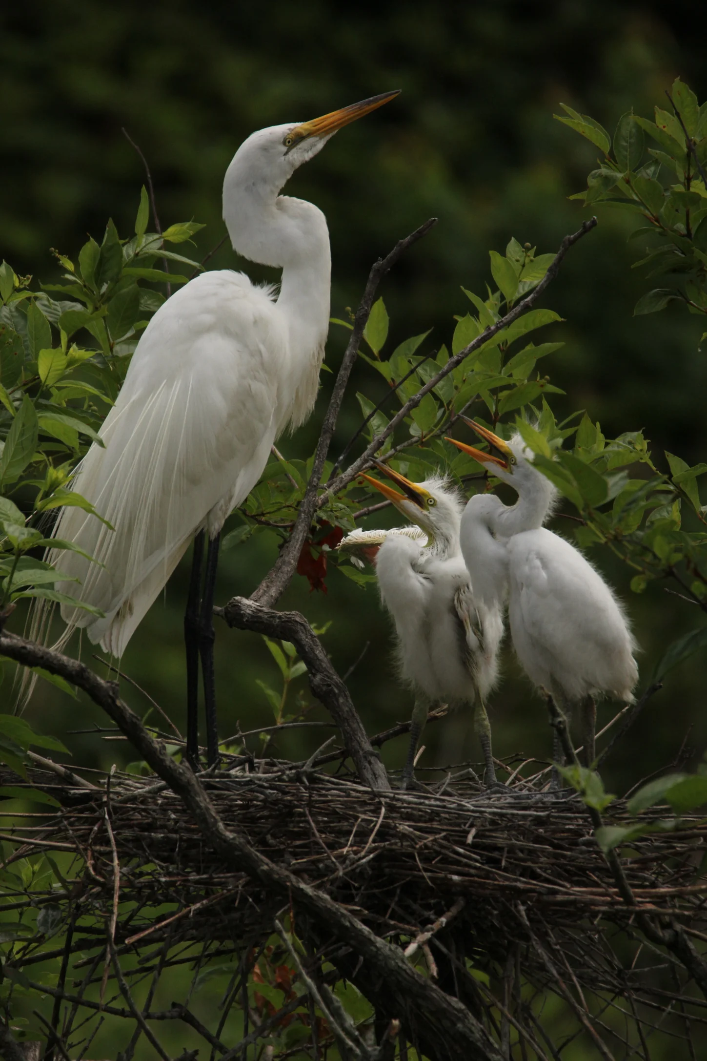Adult Egret with Chicks by Frank Baker.jpg