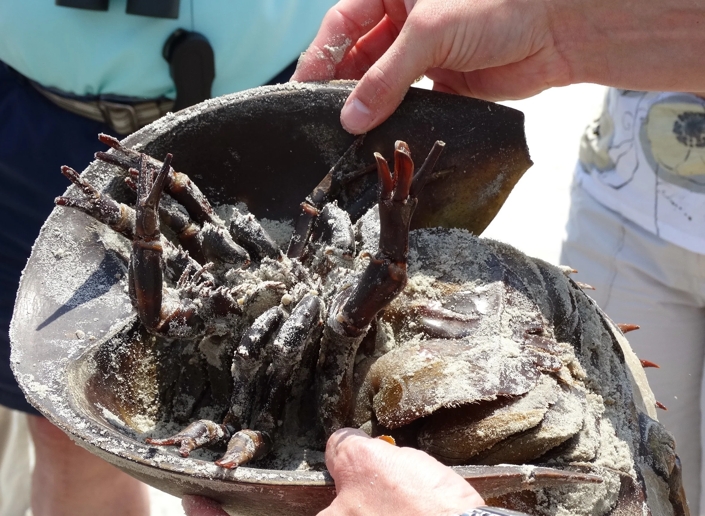 Horseshoe Crab.jpg