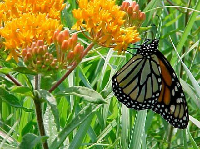 A. tuberosa - Butterfly Weed