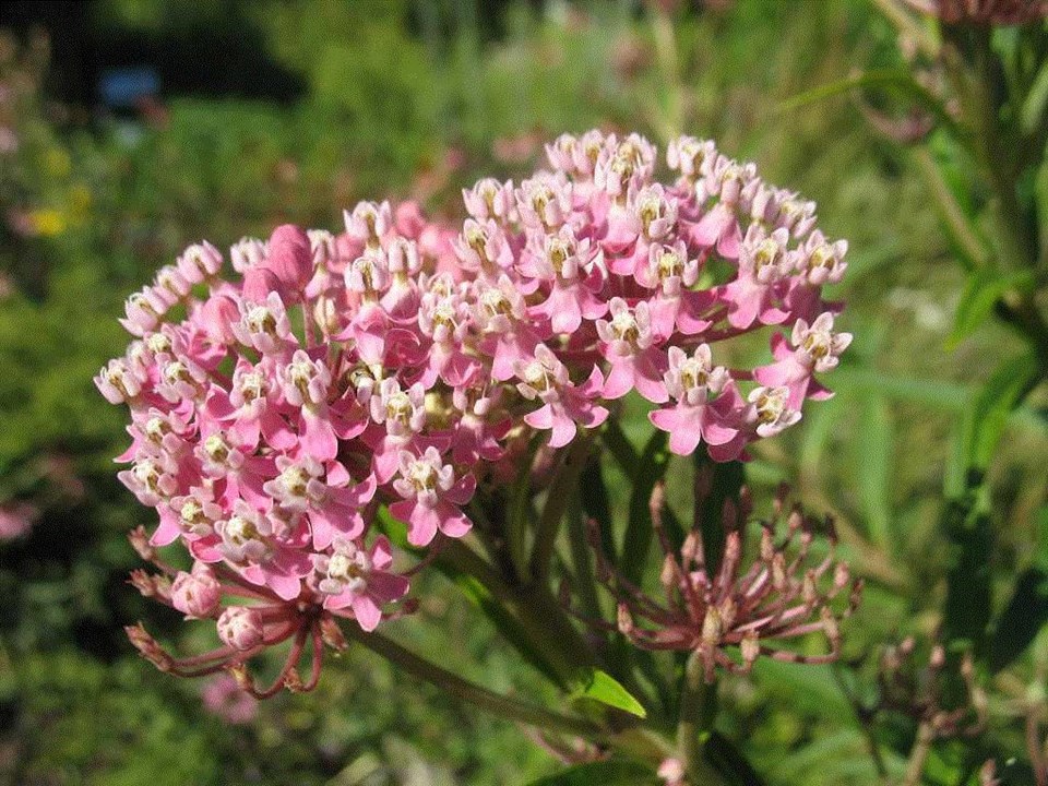 A. incarnata - Swamp Milkweed