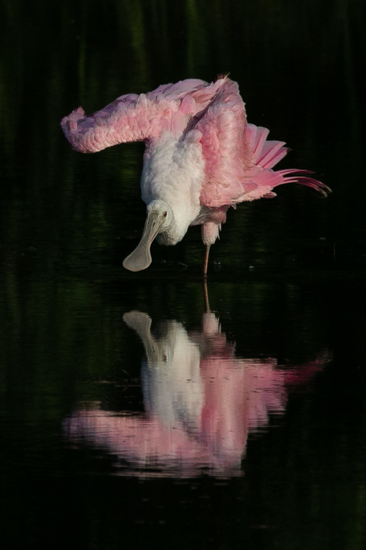 Carolina Critters: A One Point Landing by Rick Dandridge