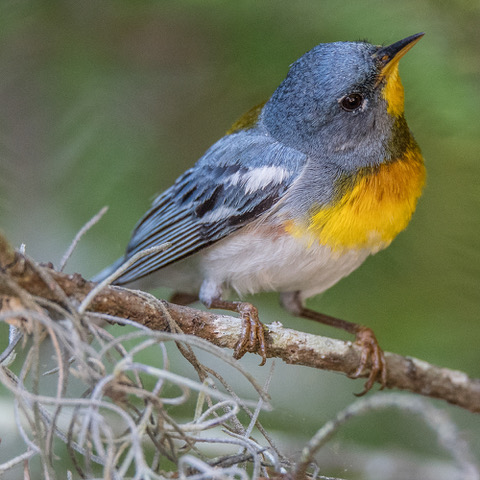 Northern Parula Warbler by D. Dial