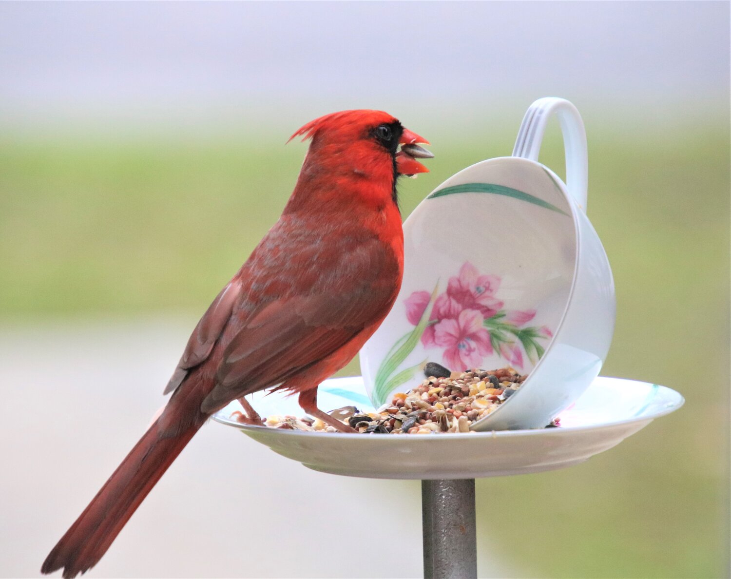 Blog – Tagged DIY Bird Feeder –