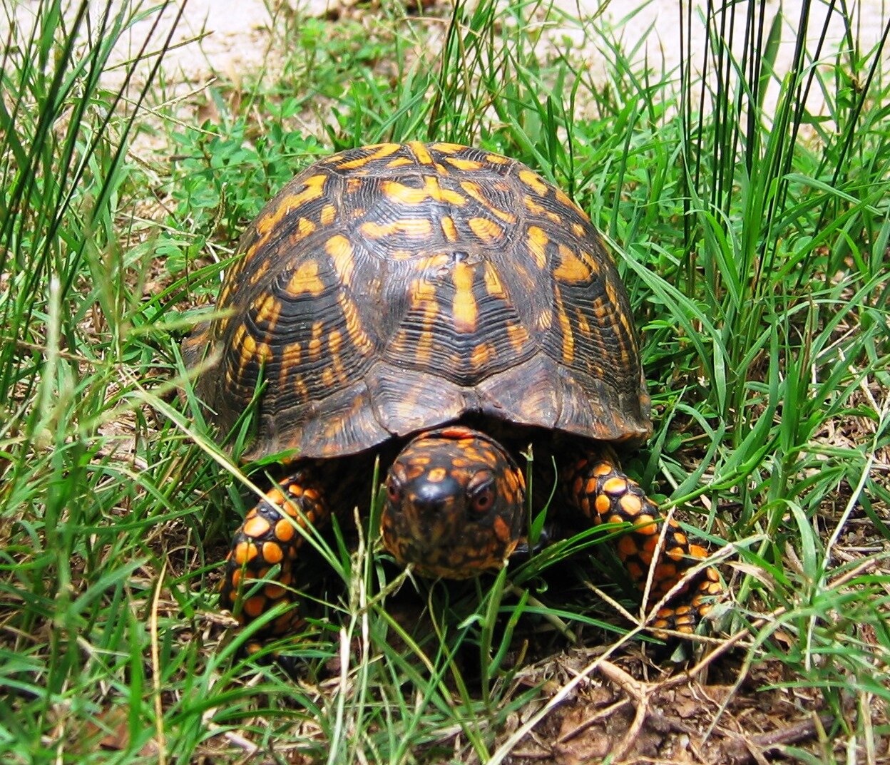 Eastern Box Turtle  National Wildlife Federation