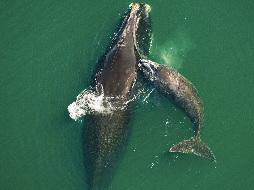 What’s going on with North Atlantic Right Whales? — South Carolina
