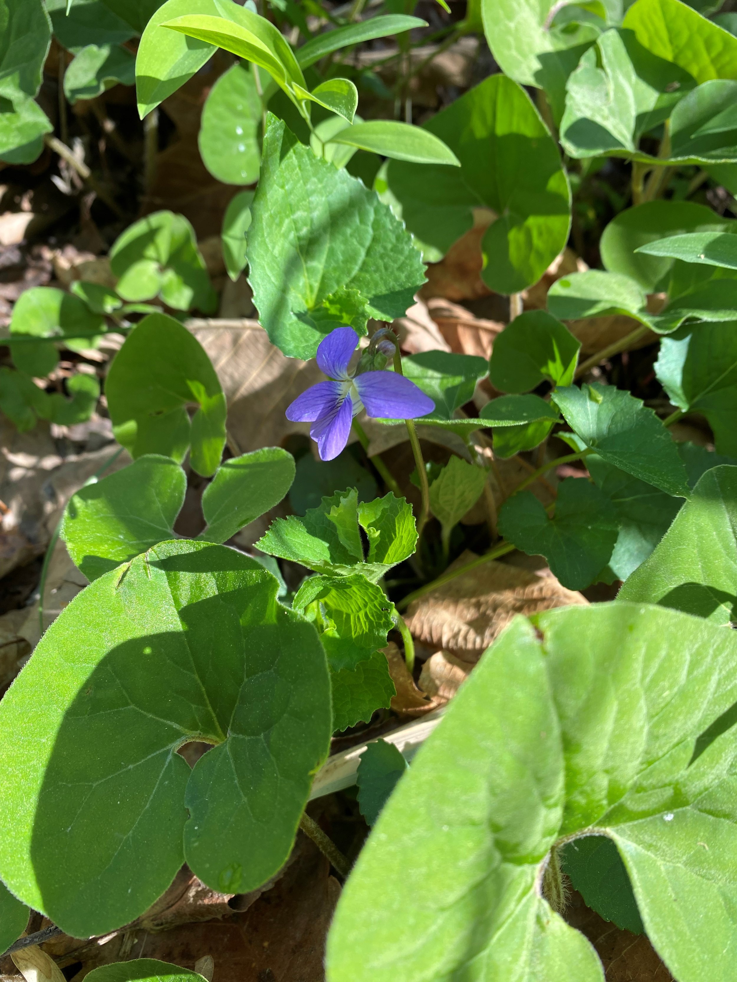 Spring Hike-2 Common Violet.jpg