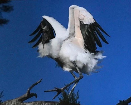 Wood Stork-no white.jpg
