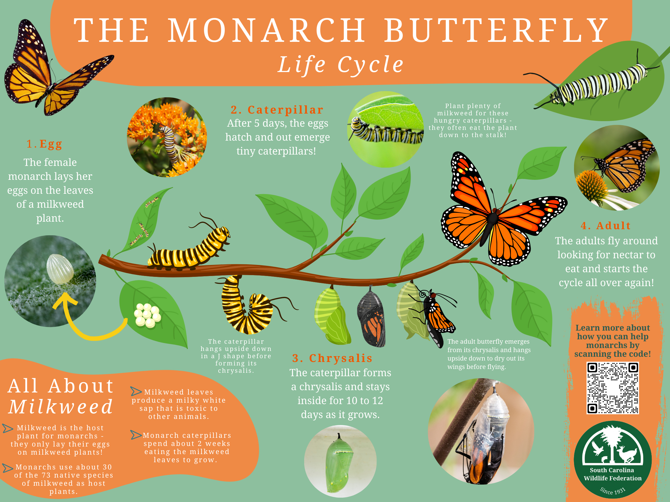 Monarch Butterfly.png