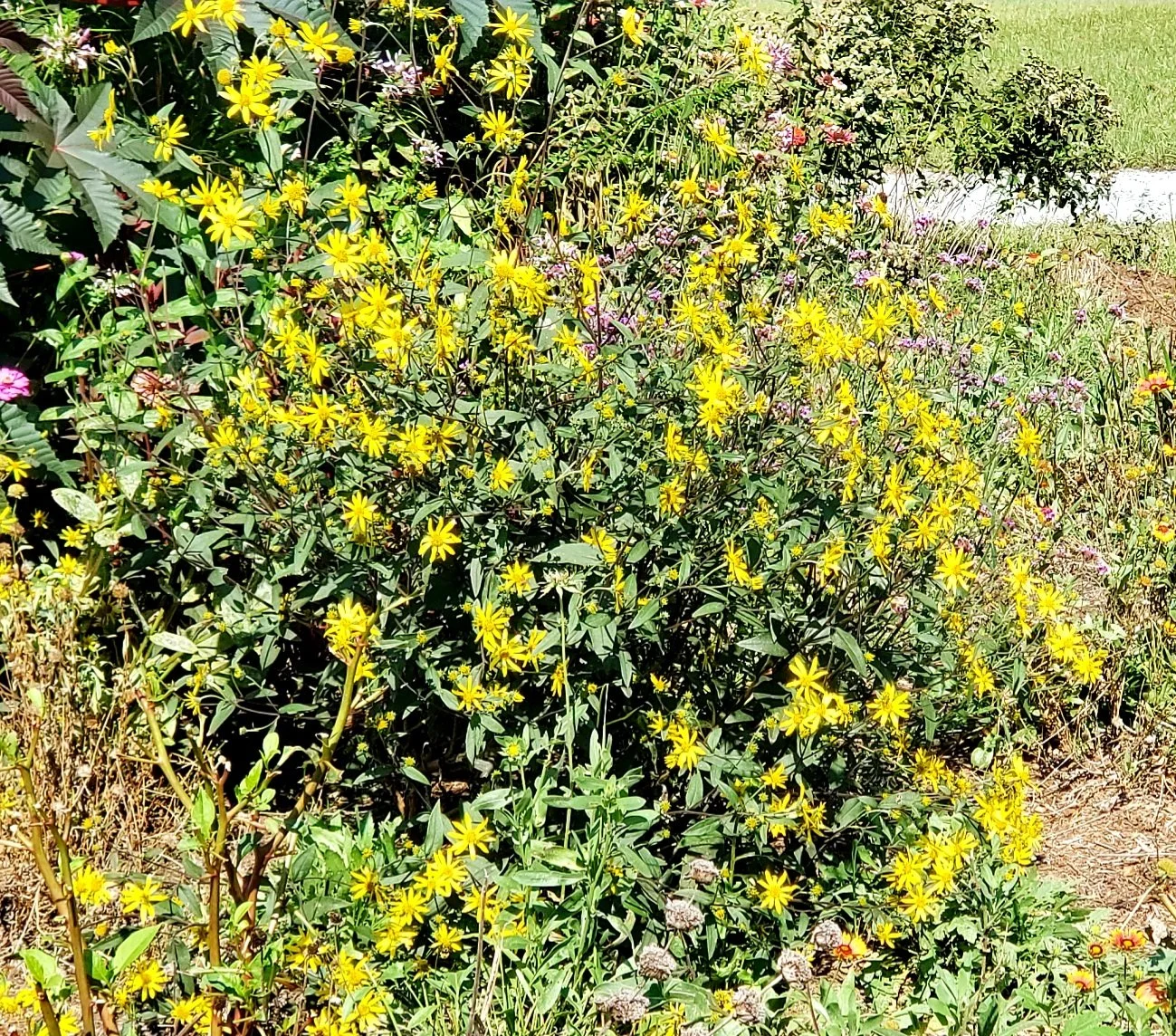 Endangered Species Act Schweinitz's Sunflower — South Carolina