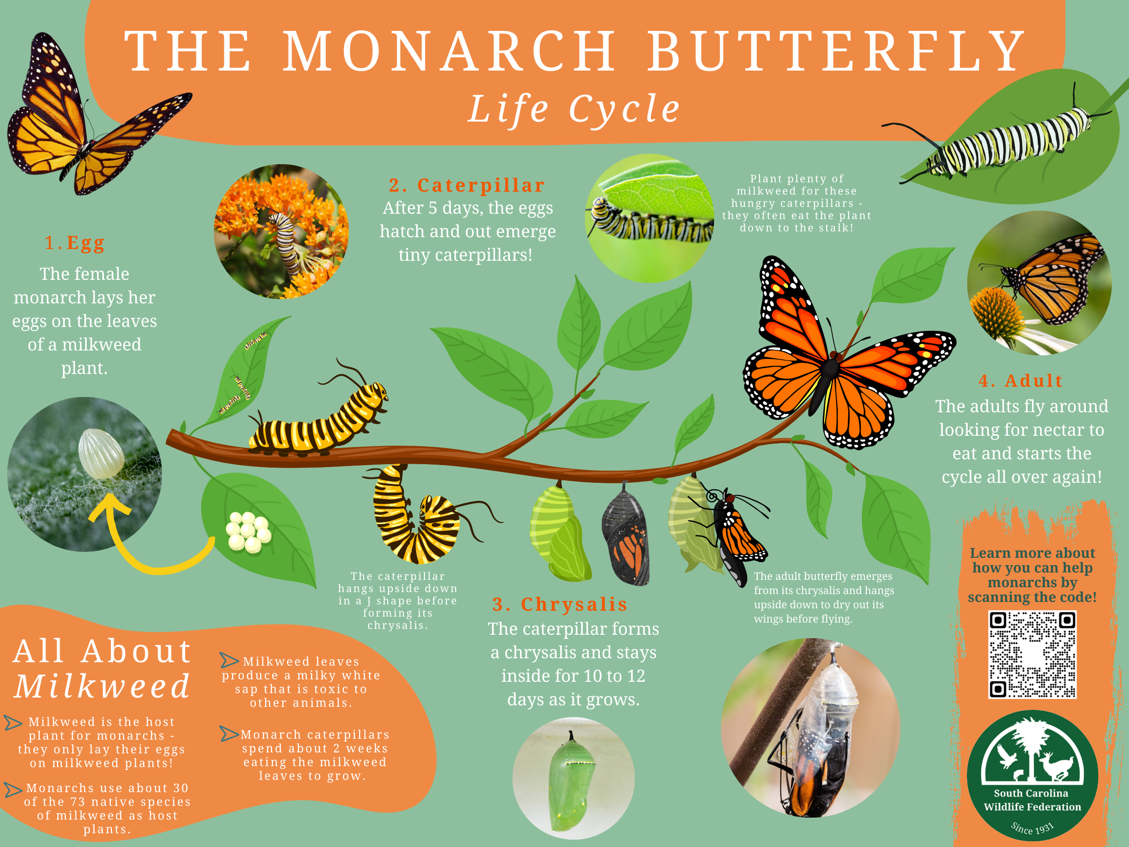Monarch Butterfly Life Cycle $115