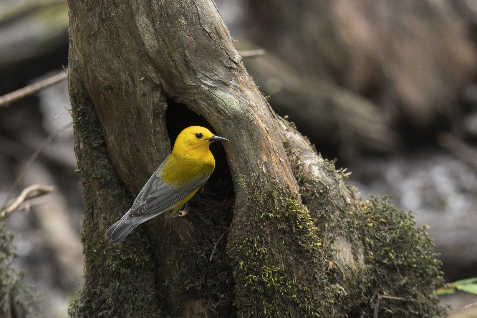 prothonotary warbler zs.jpg