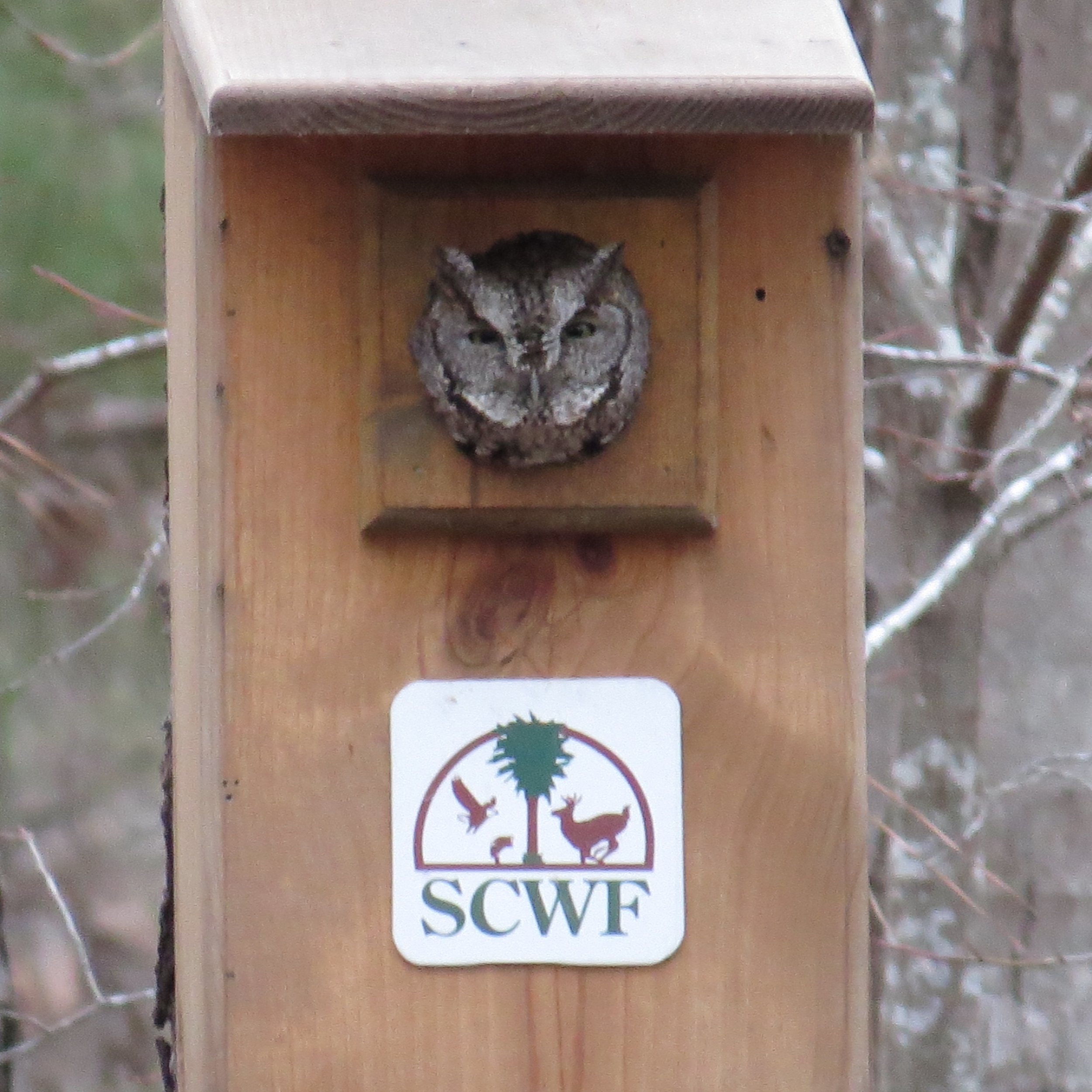 Jay Keck's Screech Owl in Box.JPG